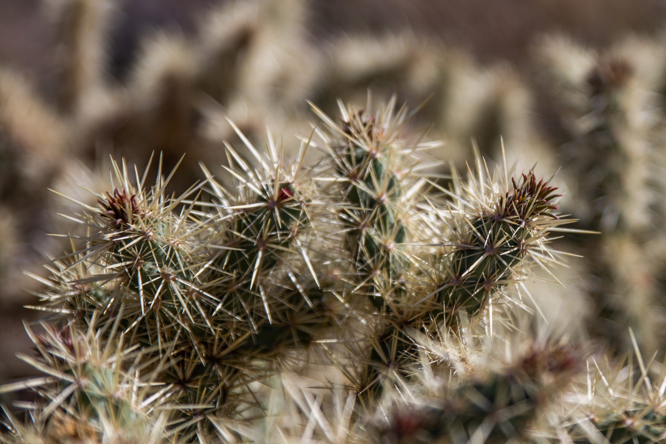 Image of cacti.