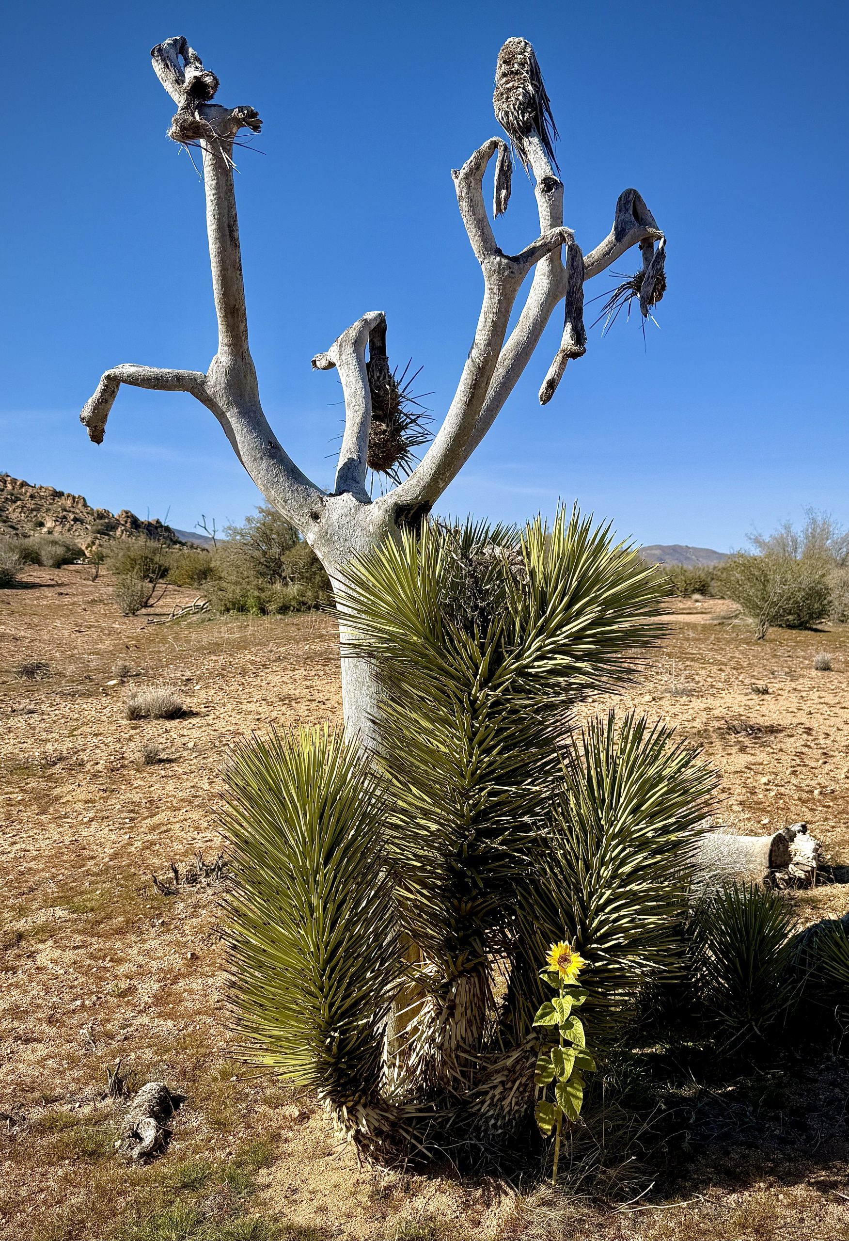 A desert landscape with a tall, leafless tree and a cluster of spiky desert plants at its base. A single sunflower blooms among the spiky plants. The background reveals dry terrain and distant, low-lying hills under a clear blue sky.