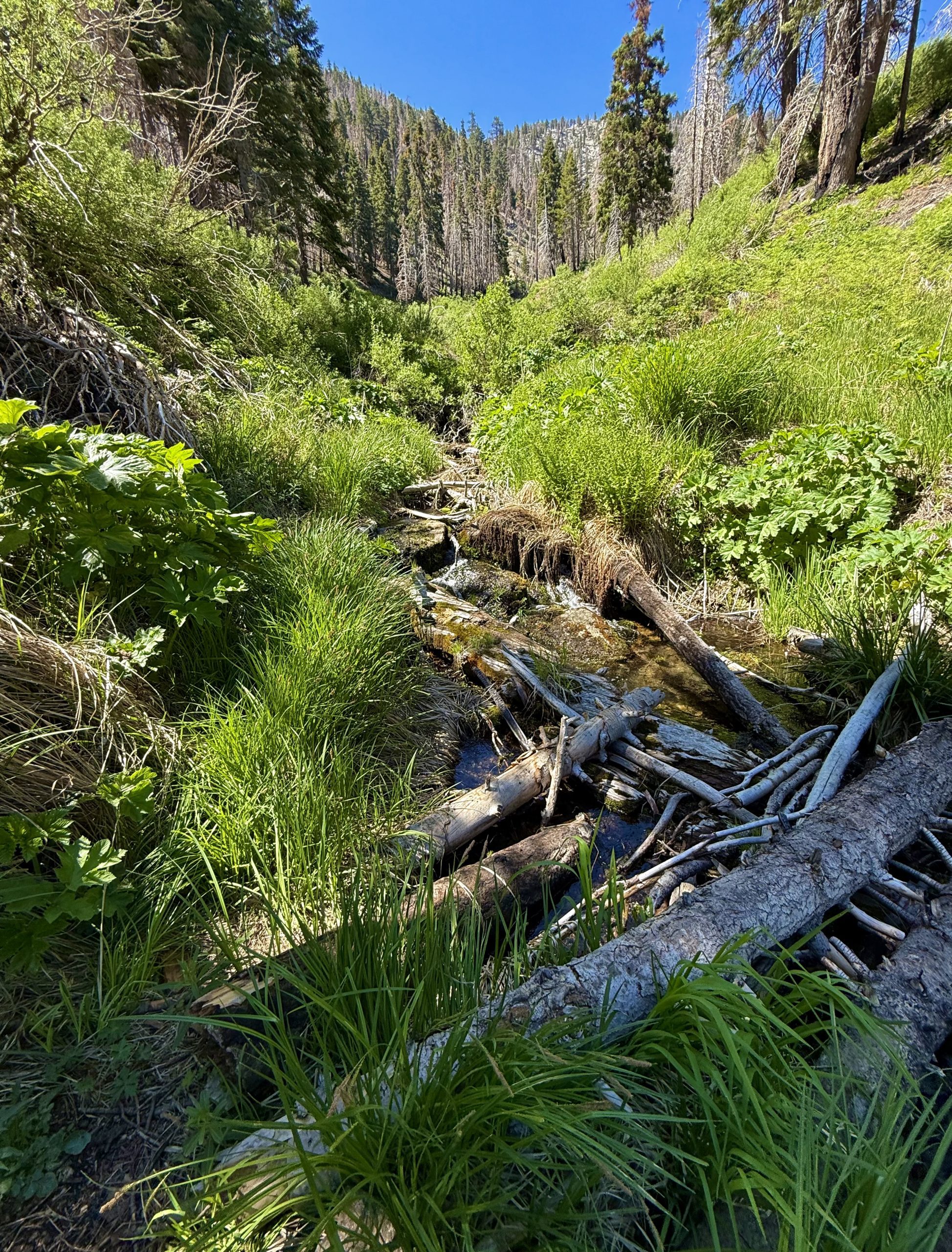 A small stream flowing over rocks and fallen logs with tall trees and bushes in the background.