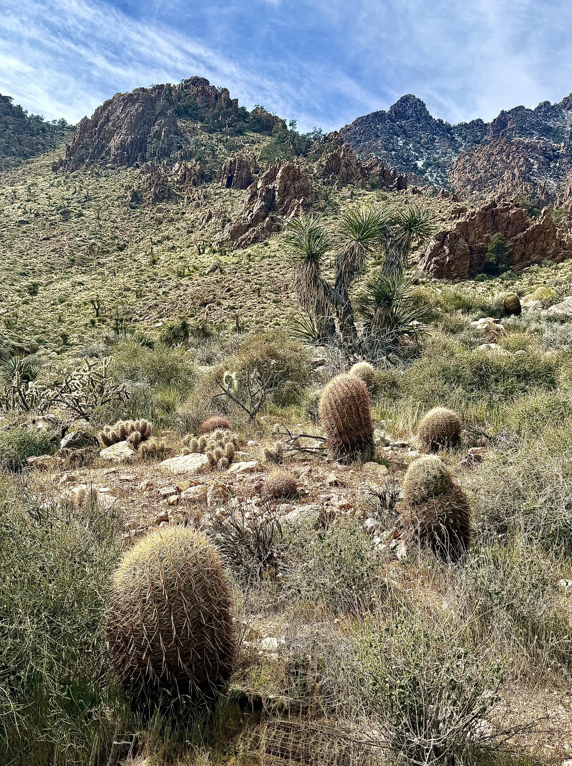 Rocky hills surrounded by cacti.