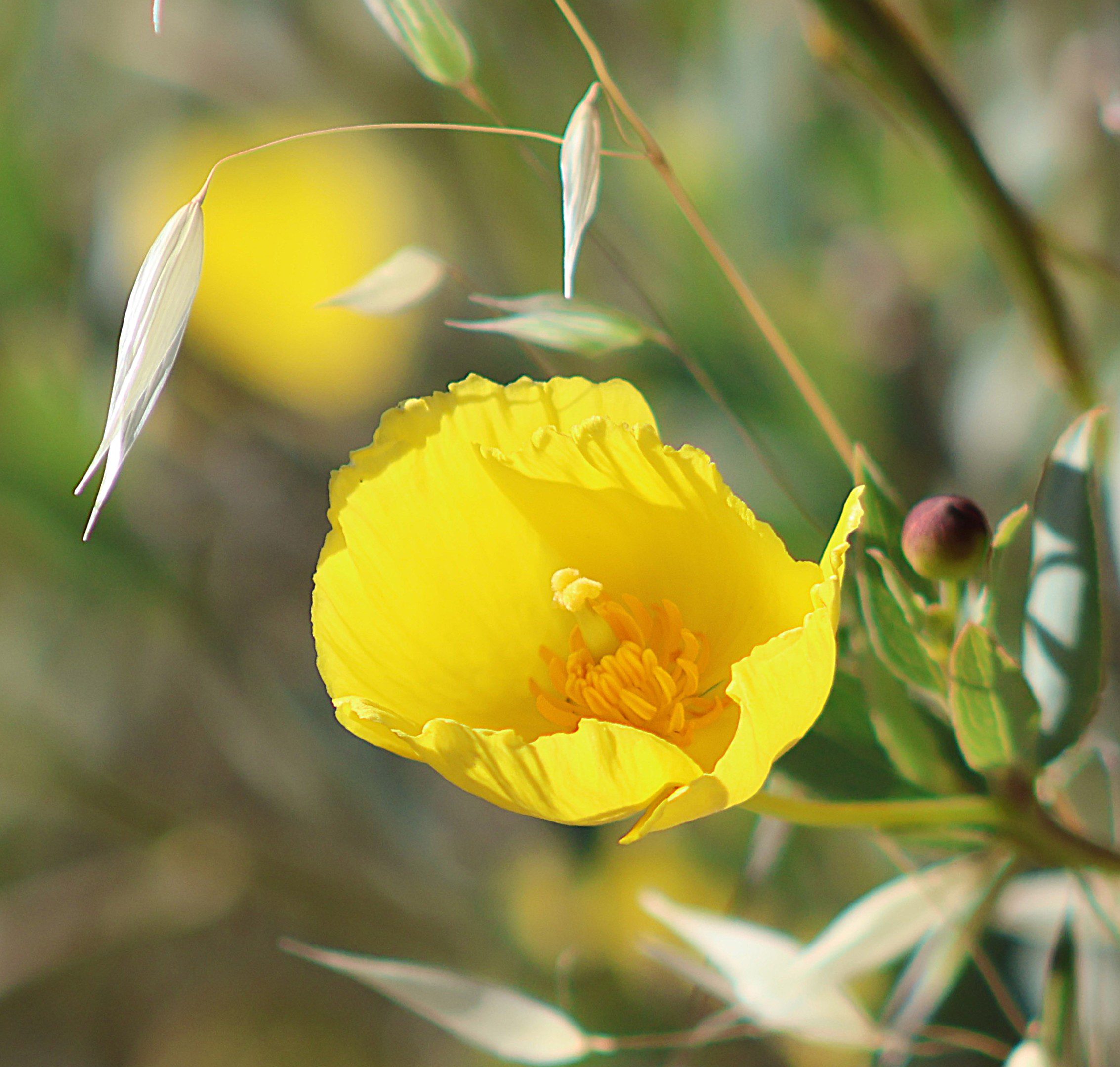 A close-up of a yellow flower surrounded by green leaves.