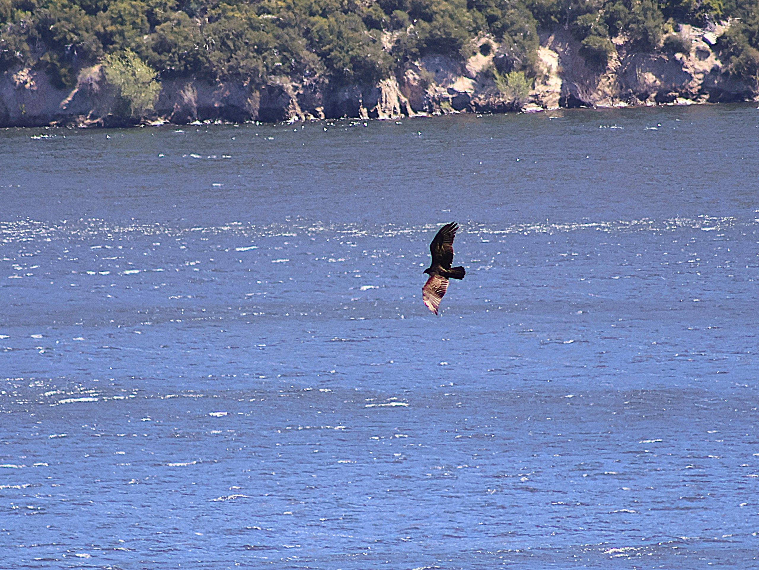 A bird in flight over a lake.