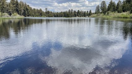 A lake surrounded by grass and tall trees.