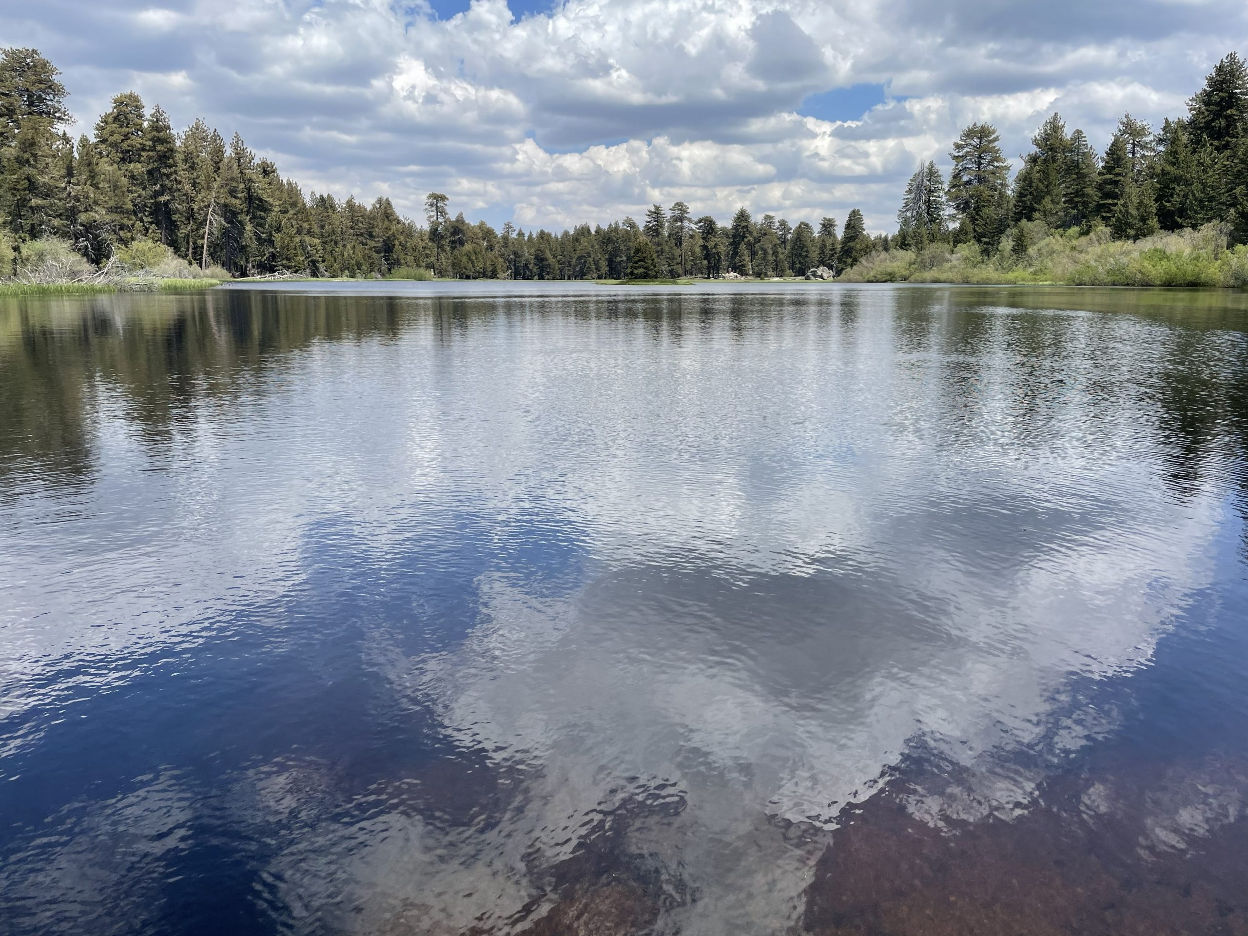A lake surrounded by grass and tall trees.