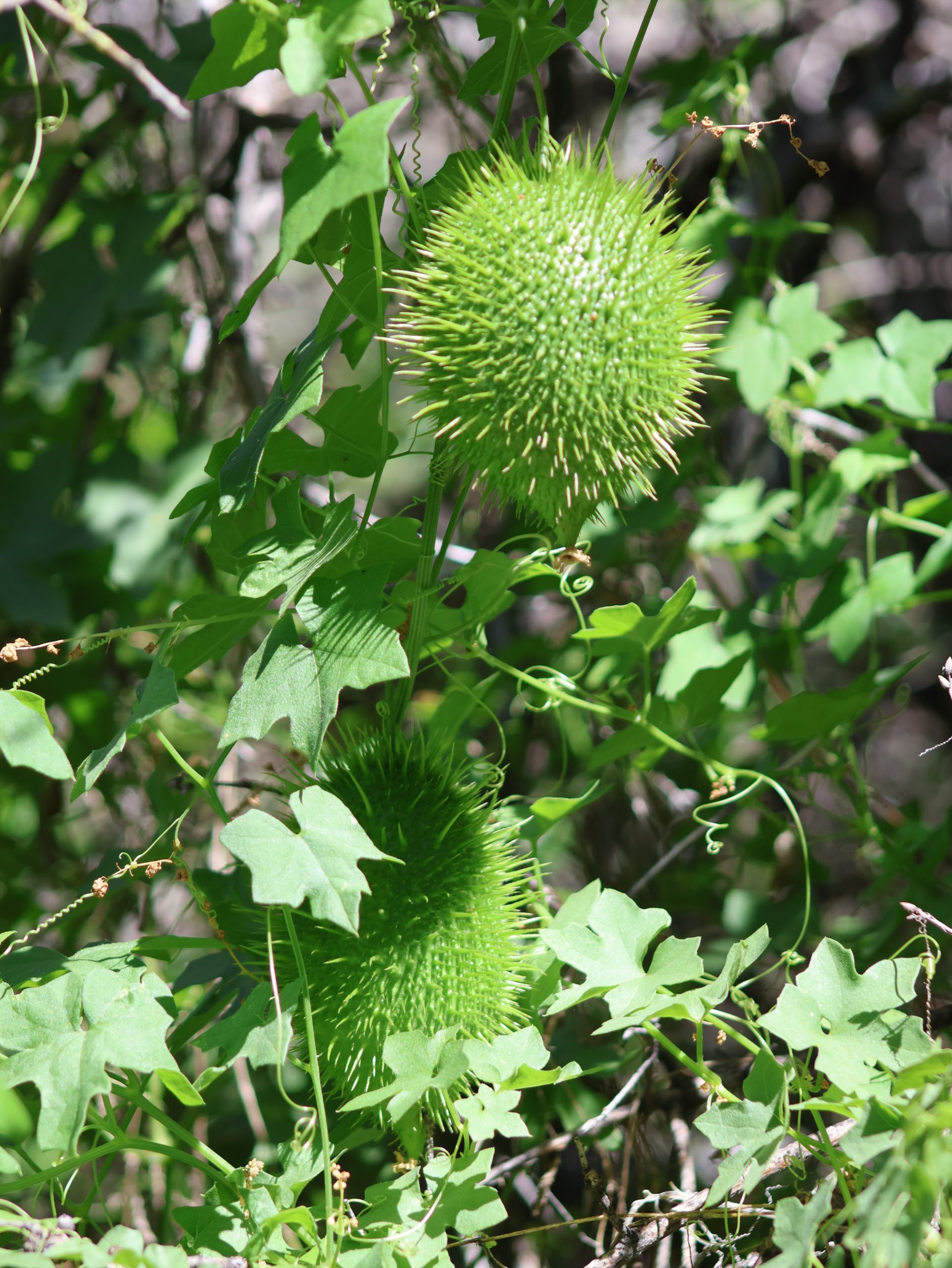 Two green and spiky fruits are hanging from a tree.
