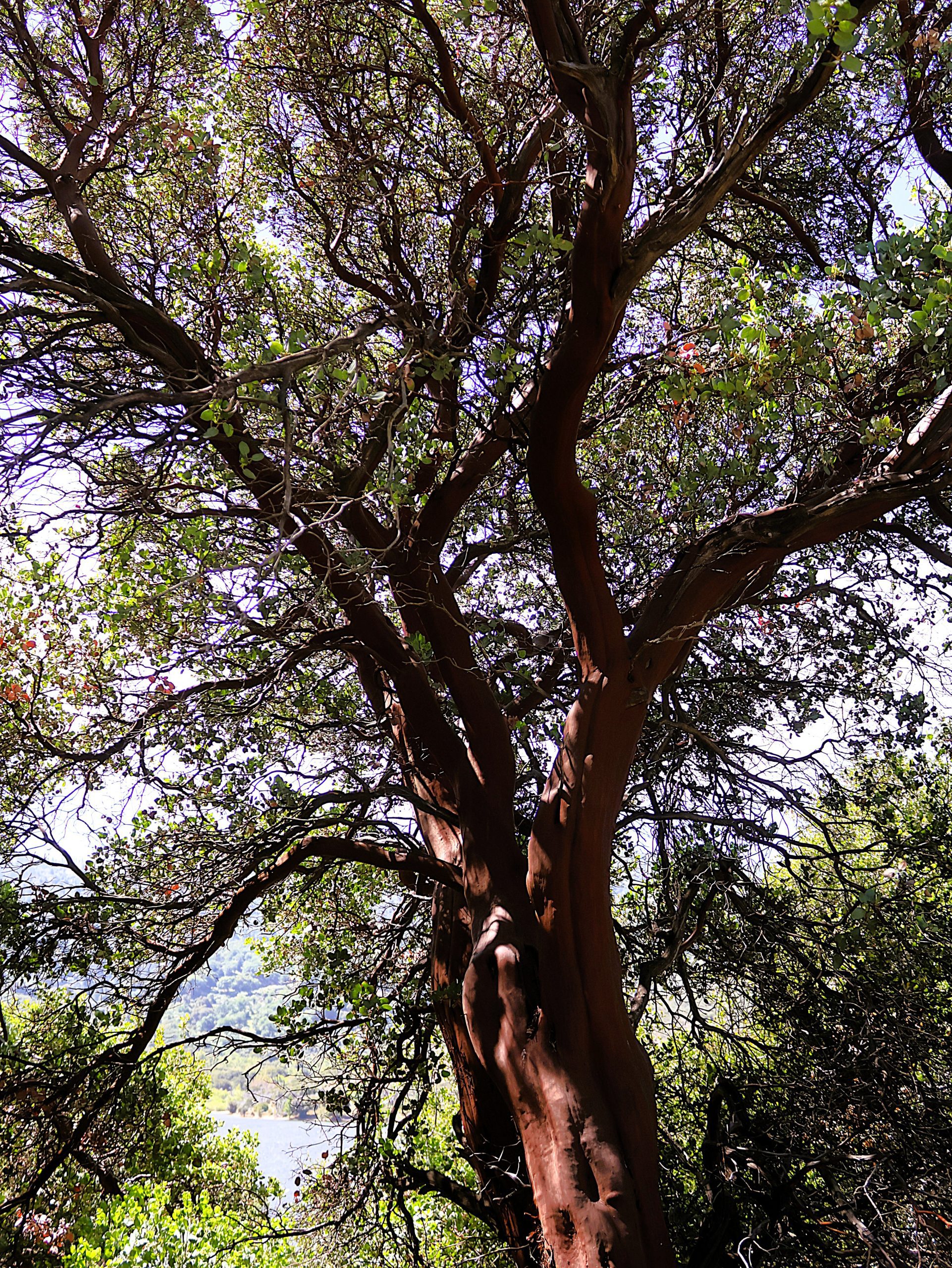 A tall tree with twisted branches and a lake in the background.