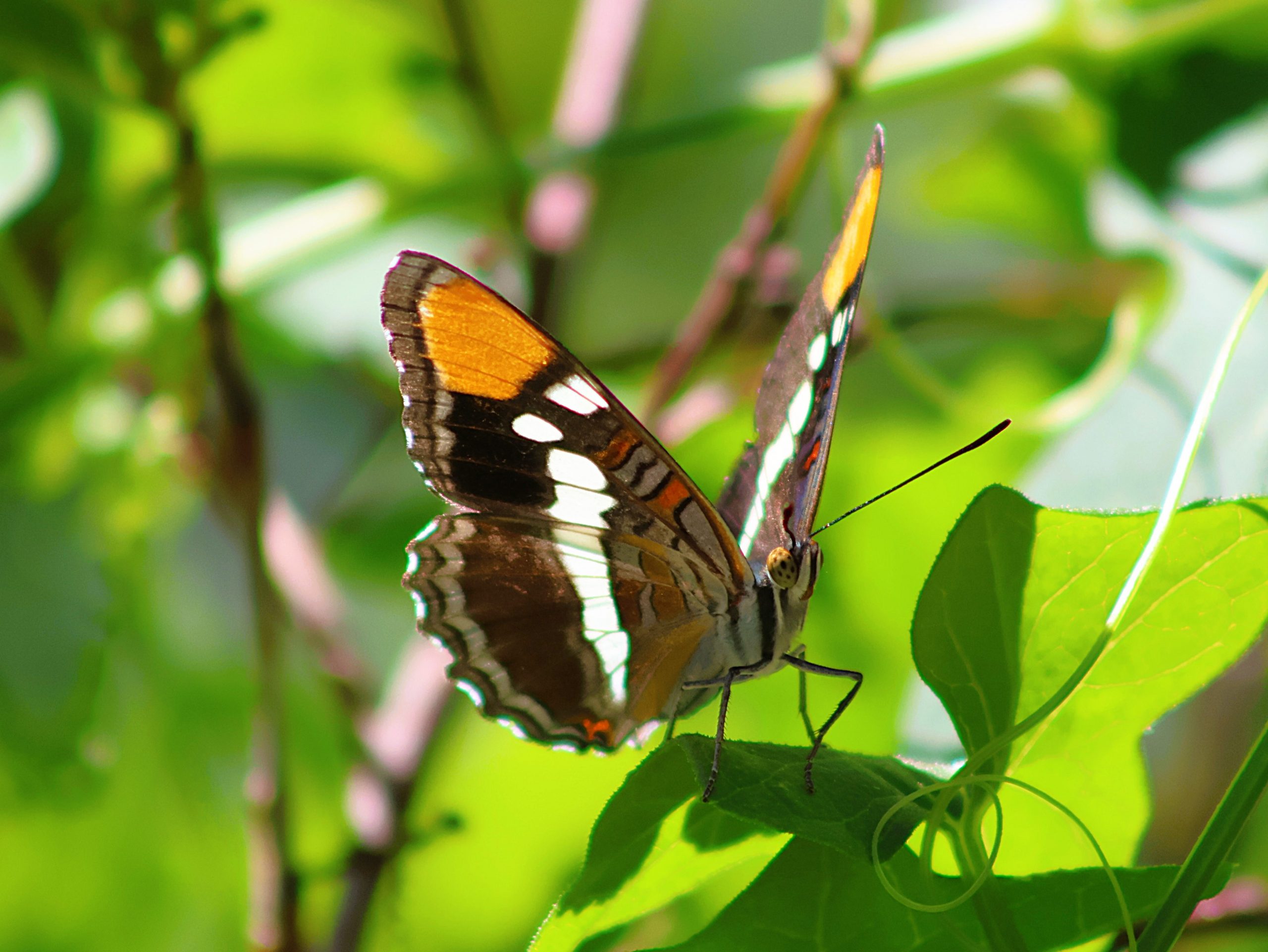 A colorful butterfly resting on a leaf.