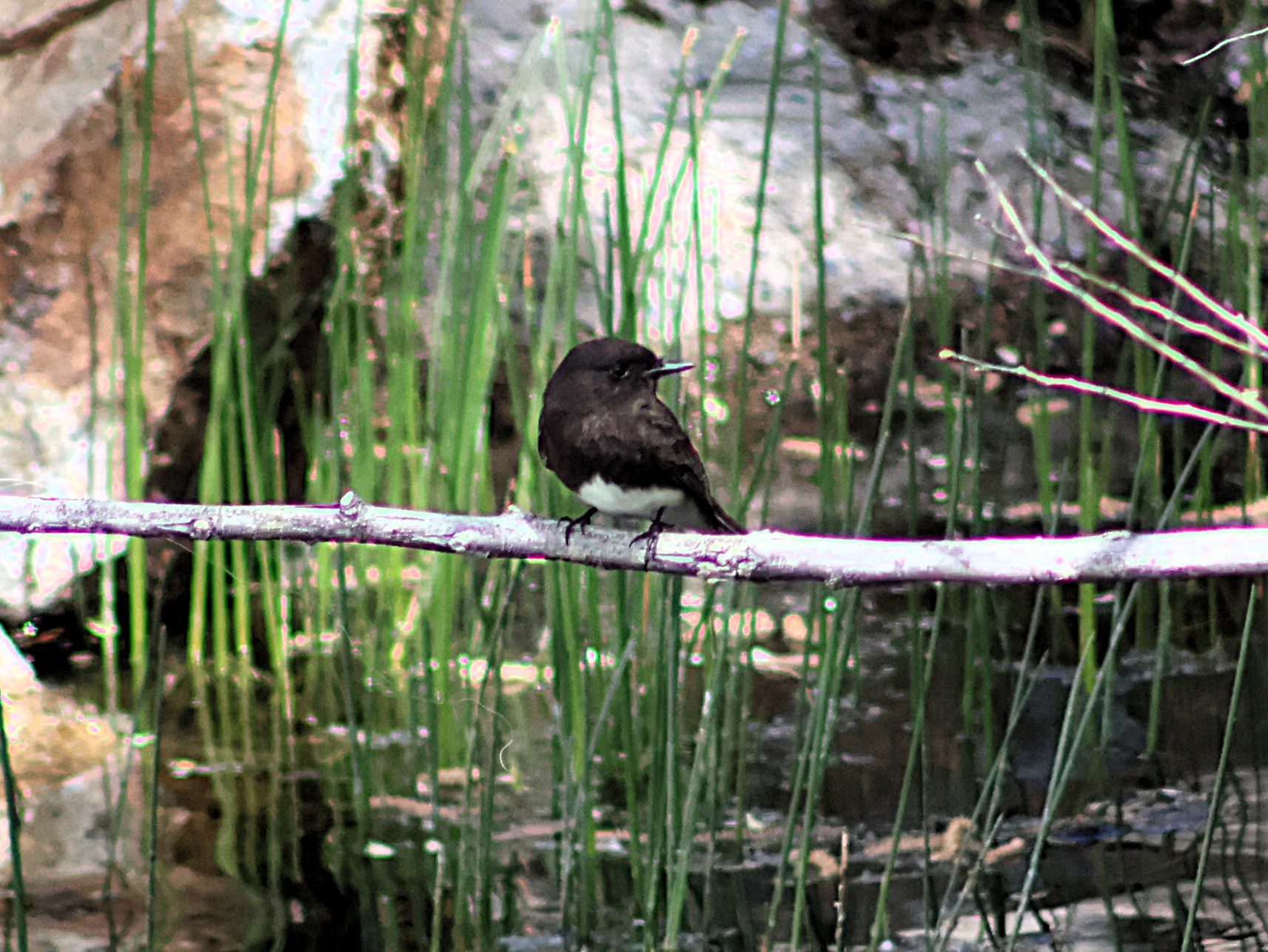 A small black and white bird is sitting on a branch near a pond.