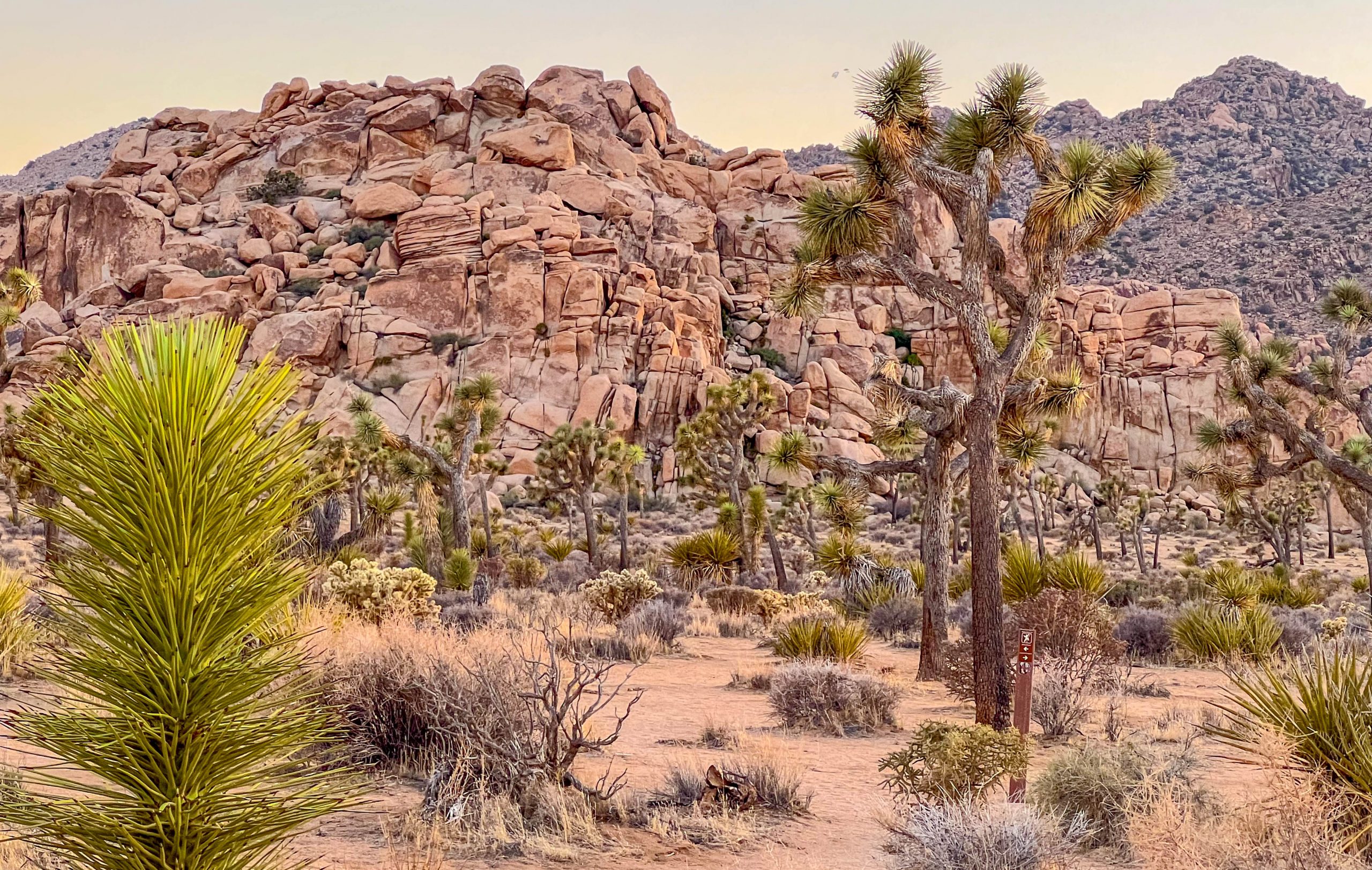 Sunset at Joshua Tree National Park with Joshua trees and rock formations in the background.
