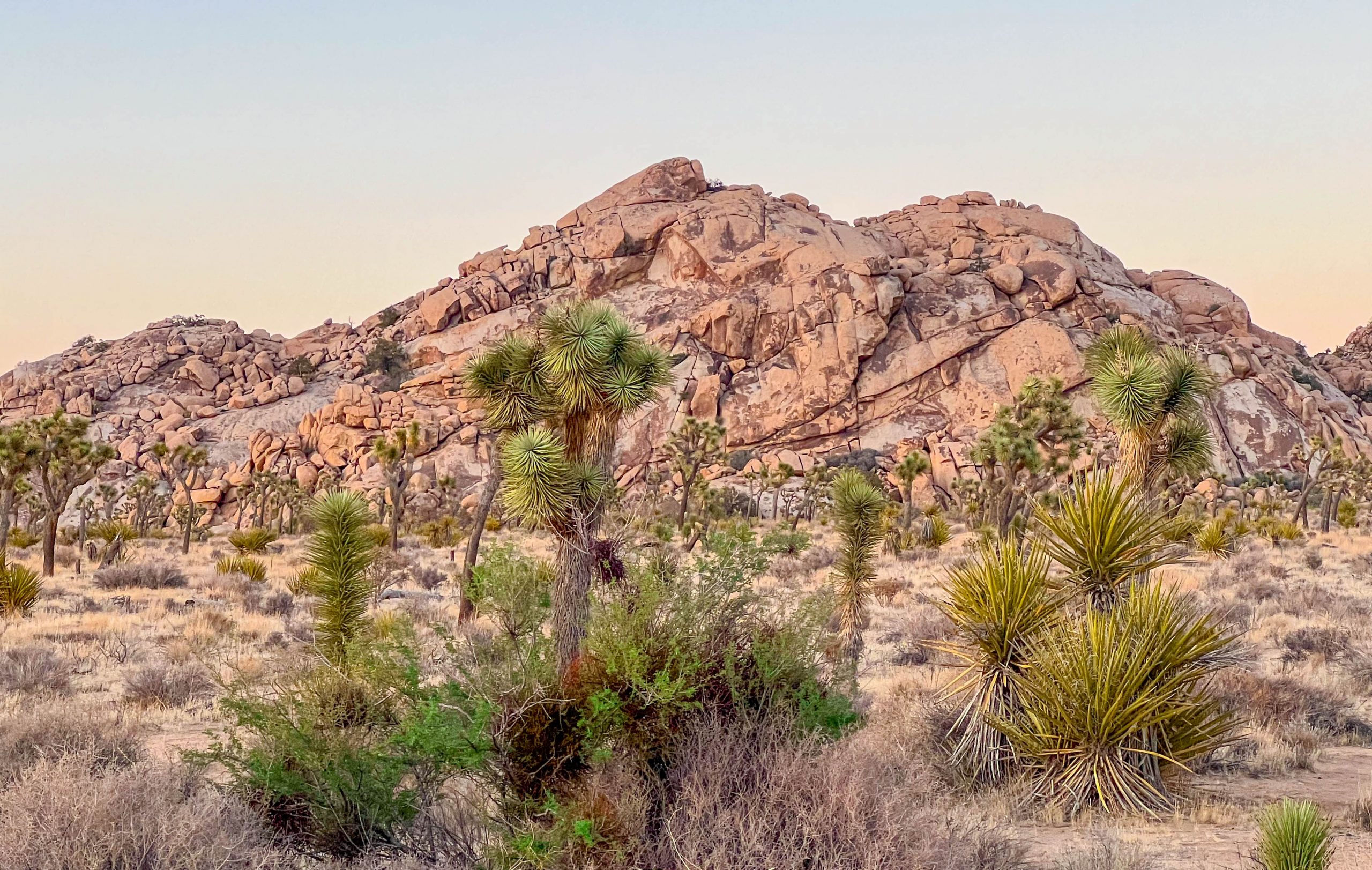 Sunset at Joshua Tree National Park with Joshua trees and rock formations in the background.