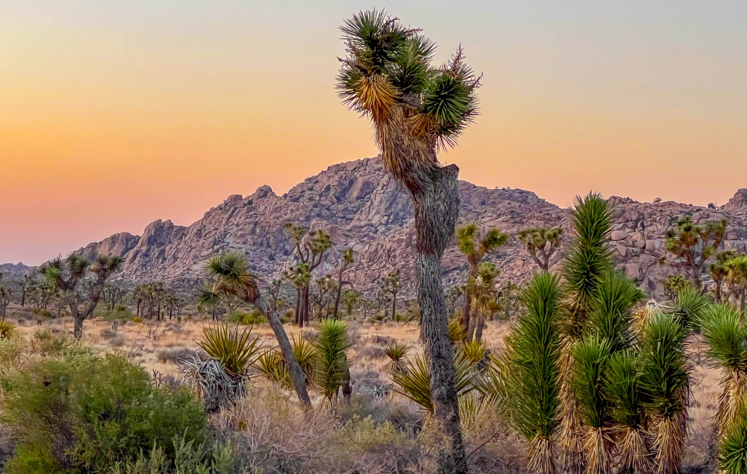 Sunset at Joshua Tree National Park with Joshua trees and rock formations in the background.