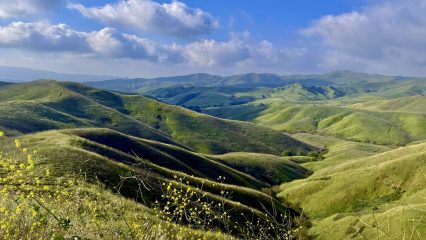 Green hills under a clear sky with fluffy clouds. Scattered yellow wildflowers are in the foreground.