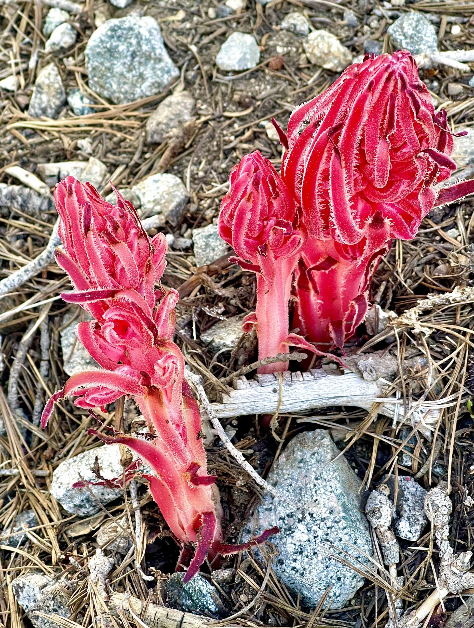 Three vibrant pink snow plant stalks emerge from a forest floor covered in pine needles and small rocks.