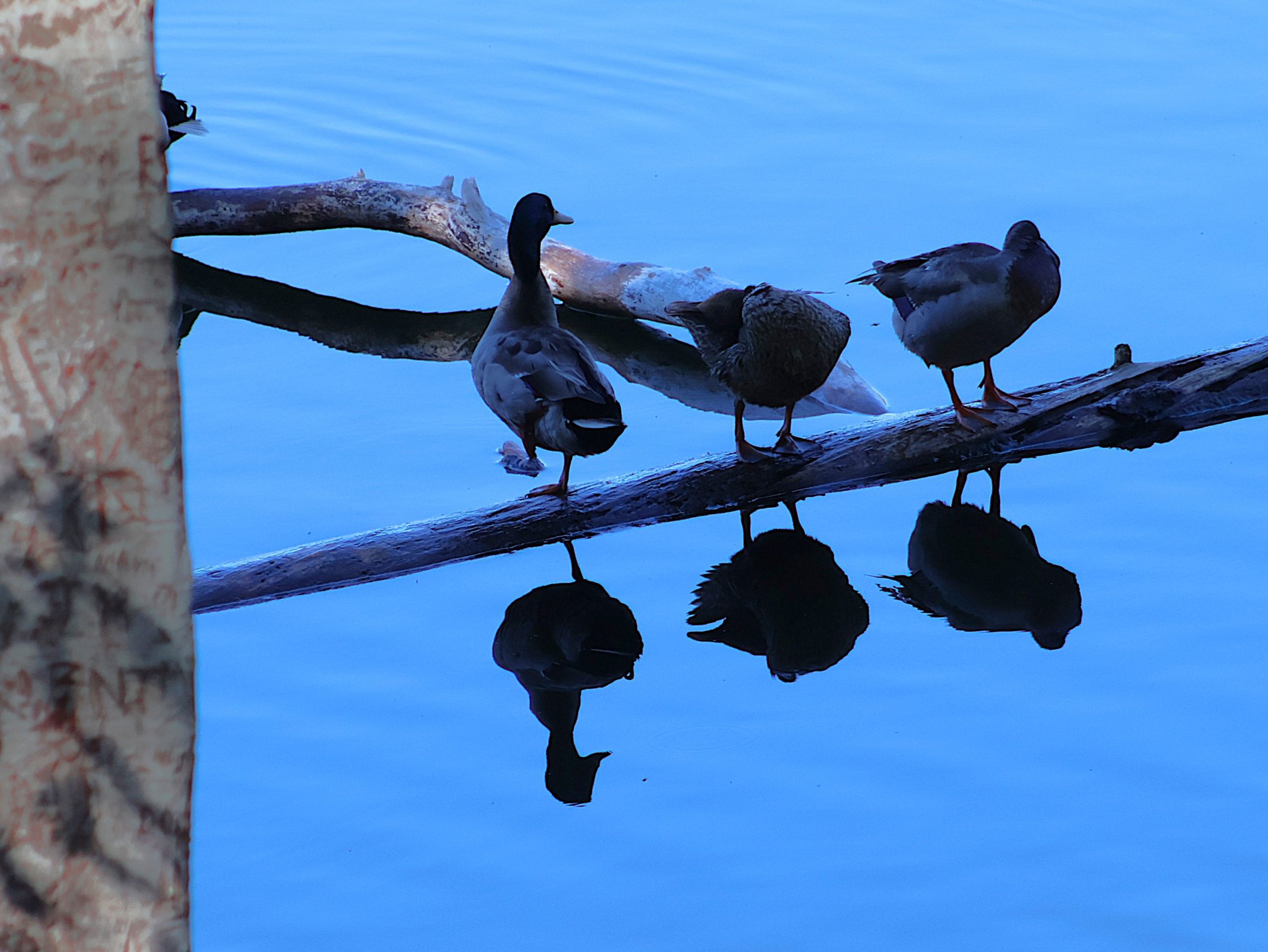 Three ducks stand on a submerged log in water with their reflections visible.