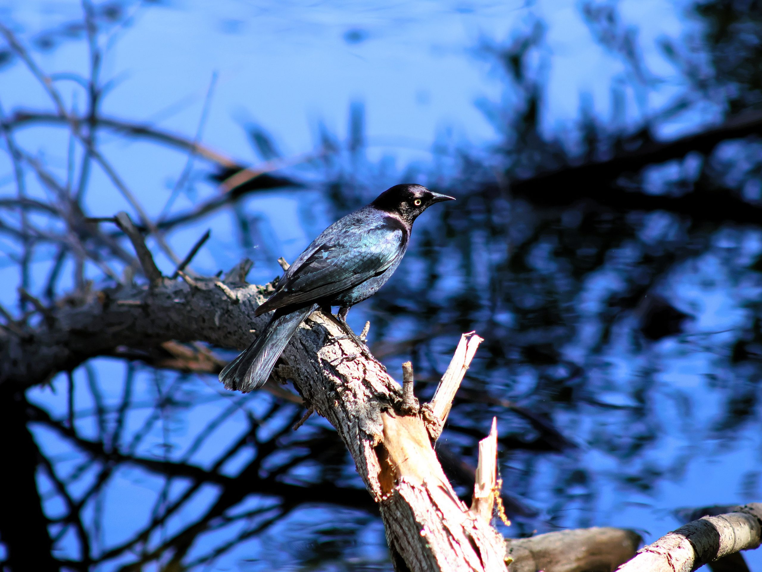 A bird is sitting on a branch above a body of blue water with reflections of surrounding branches.