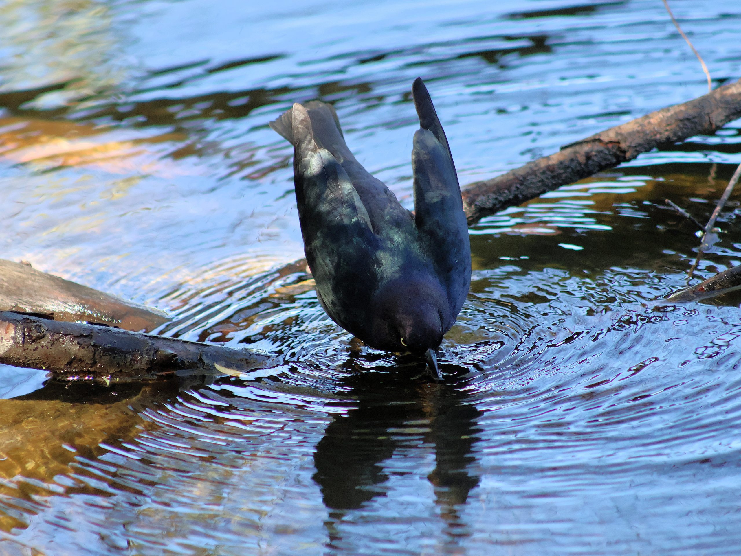 A bird is partially submerged into a body of water and creating gentle ripples around it.