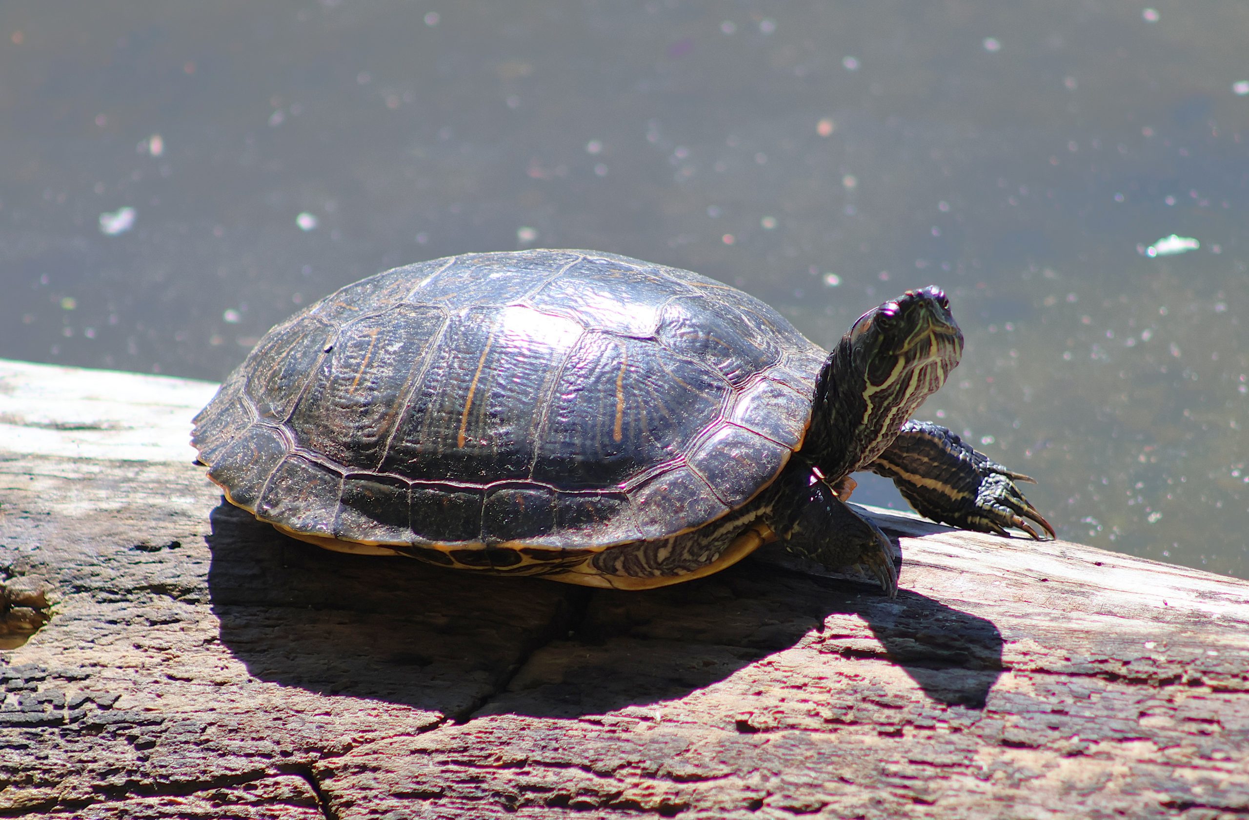 A turtle on a log by a body of water.