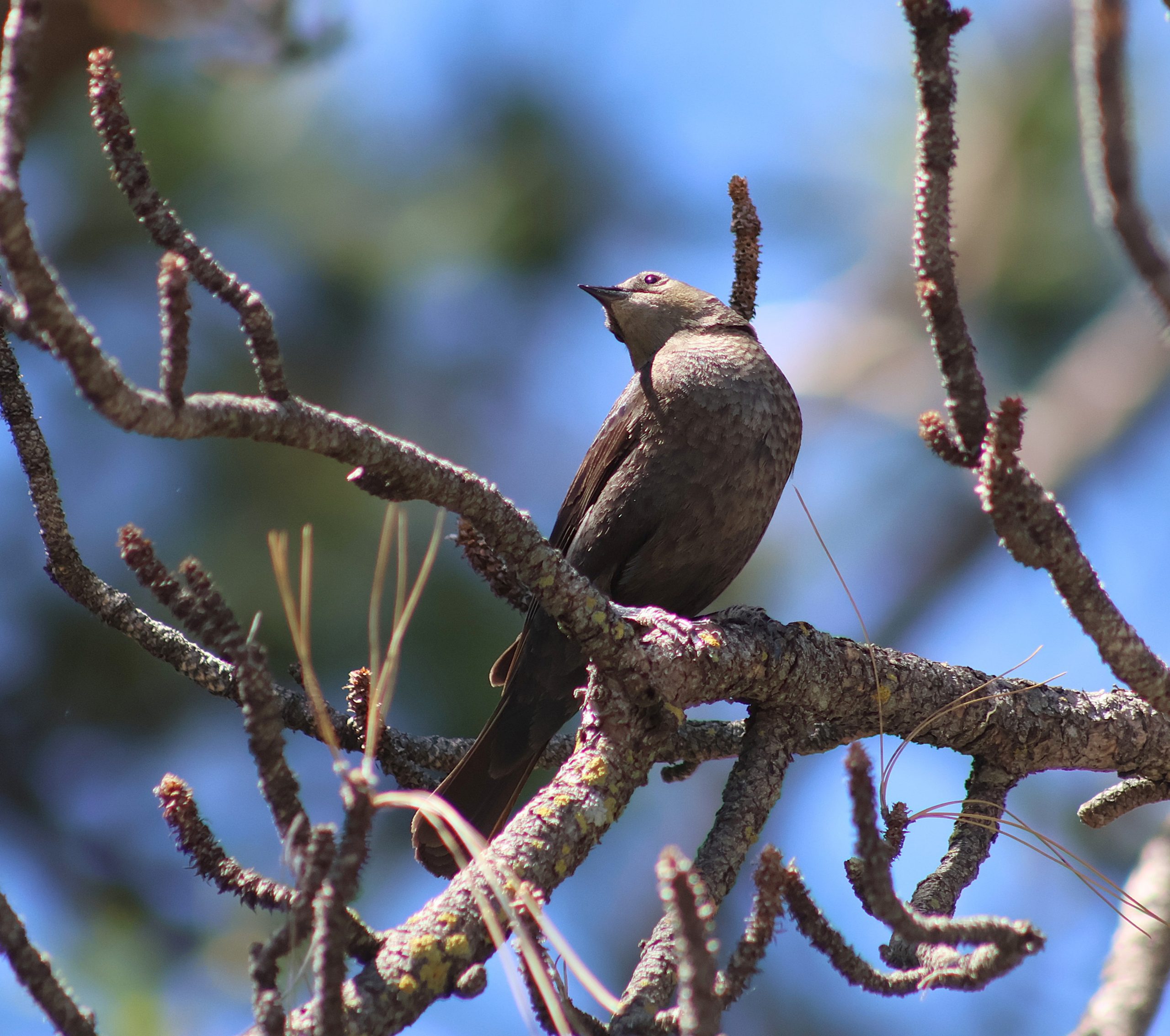 A bird is sitting on a branch of a tree against a clear blue sky.