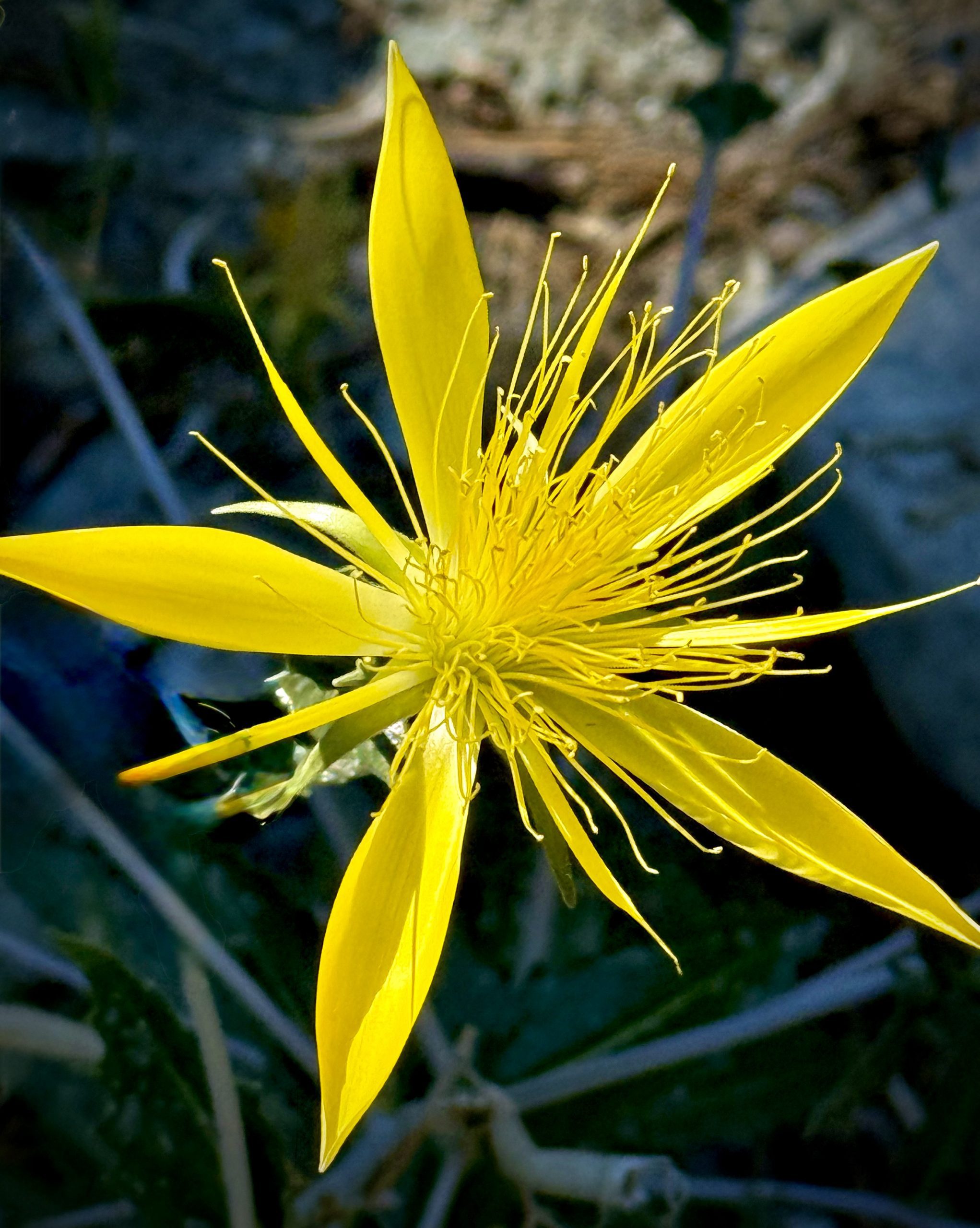 A vibrant yellow flower with long, slender petals and numerous delicate stamens, set against a blurred natural background.