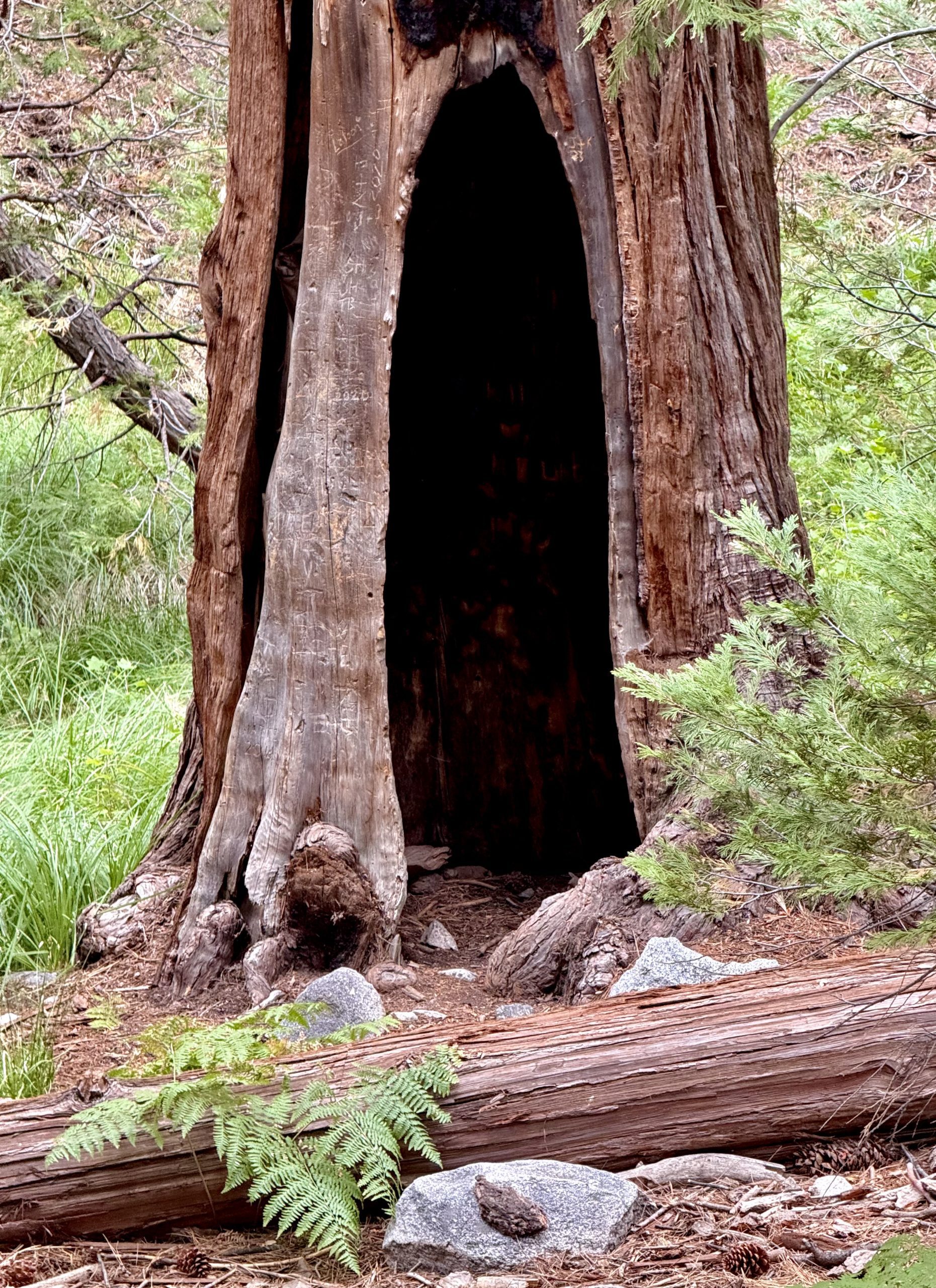 A large and hollowed-out tree trunk in a forest.