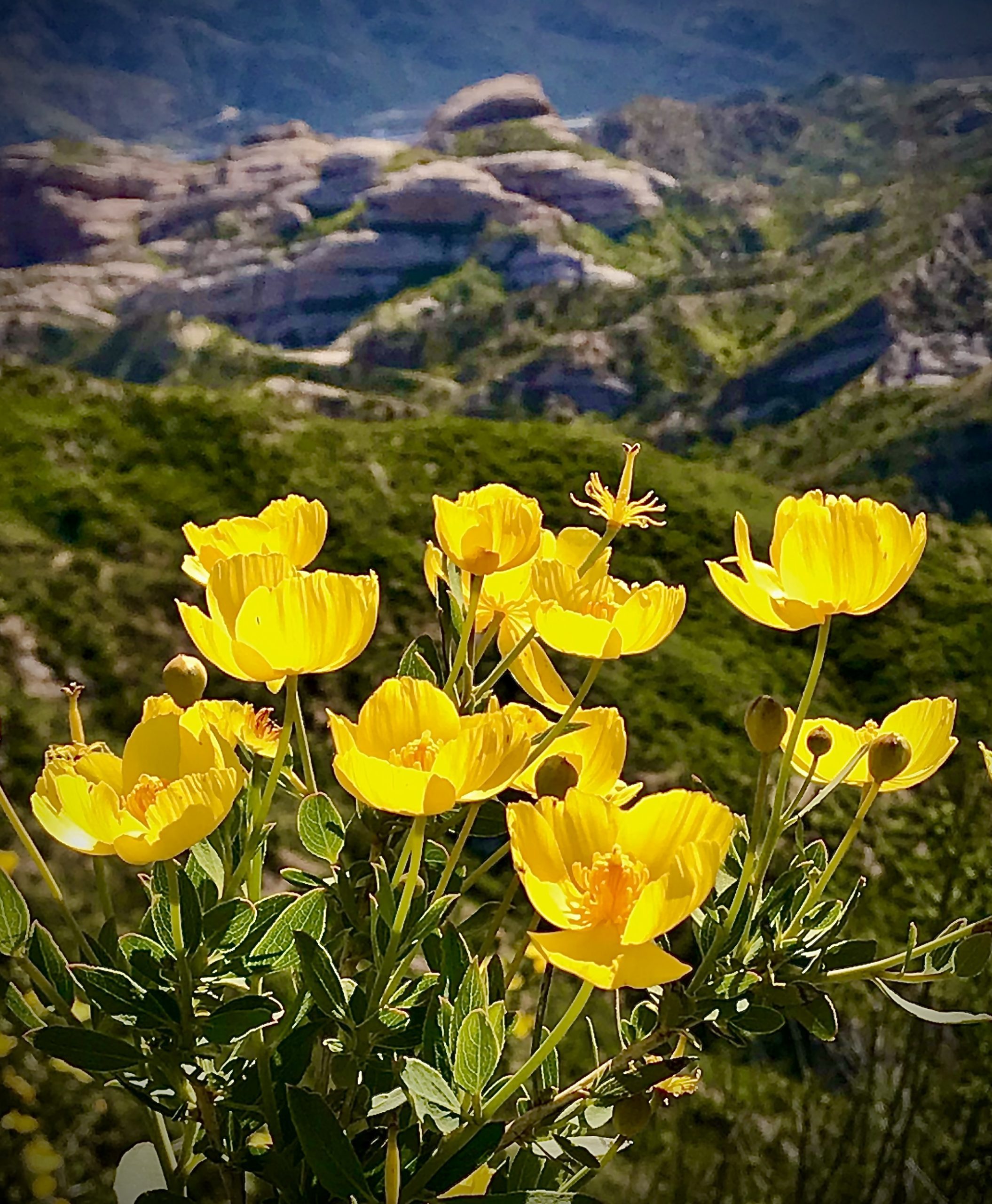 Yellow flowers in the foreground with rock formations and hills in the background.