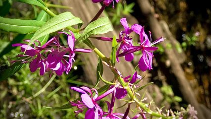 Pink flowers with green leaves in an outdoor setting.