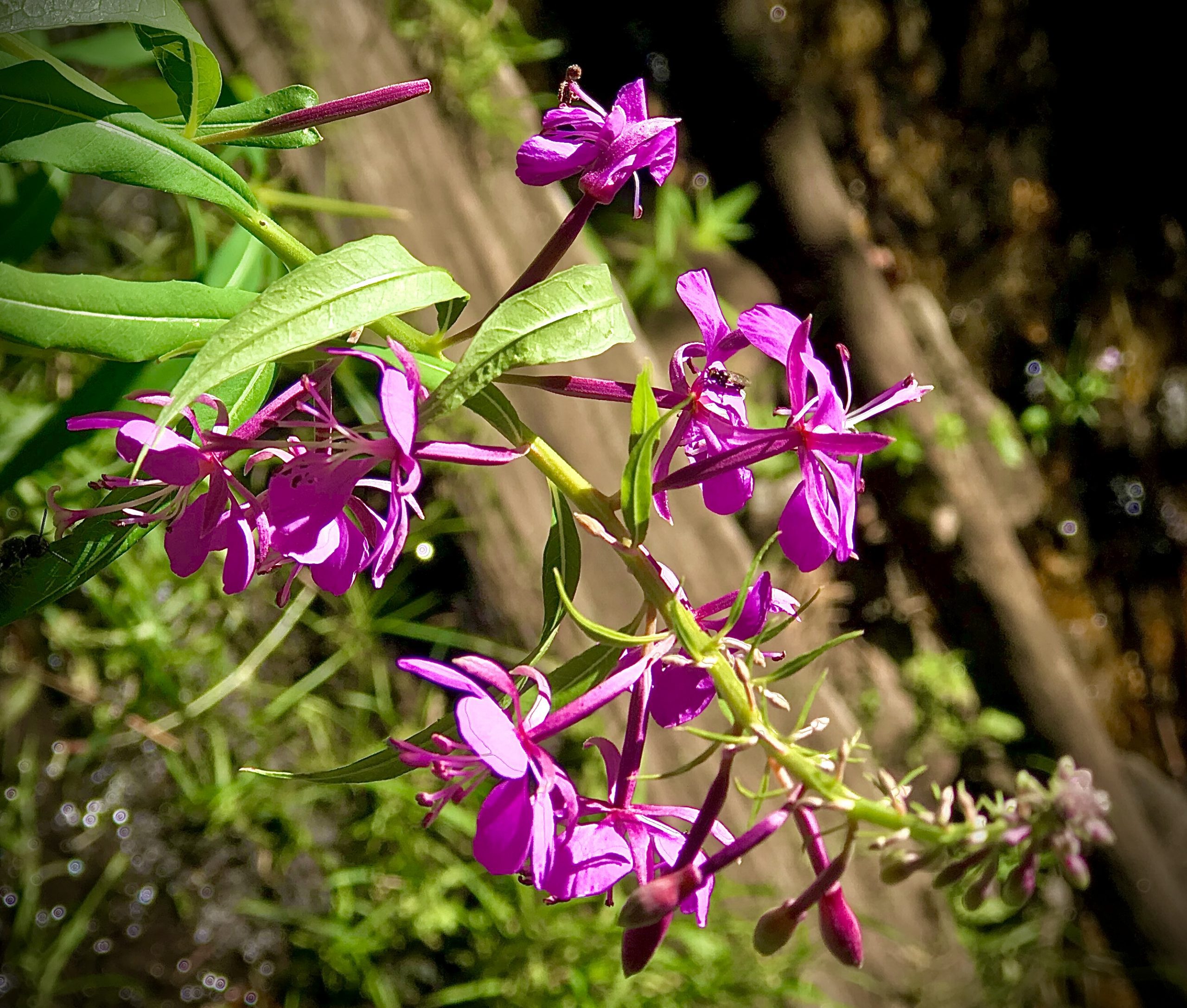 Pink flowers with green leaves in an outdoor setting.