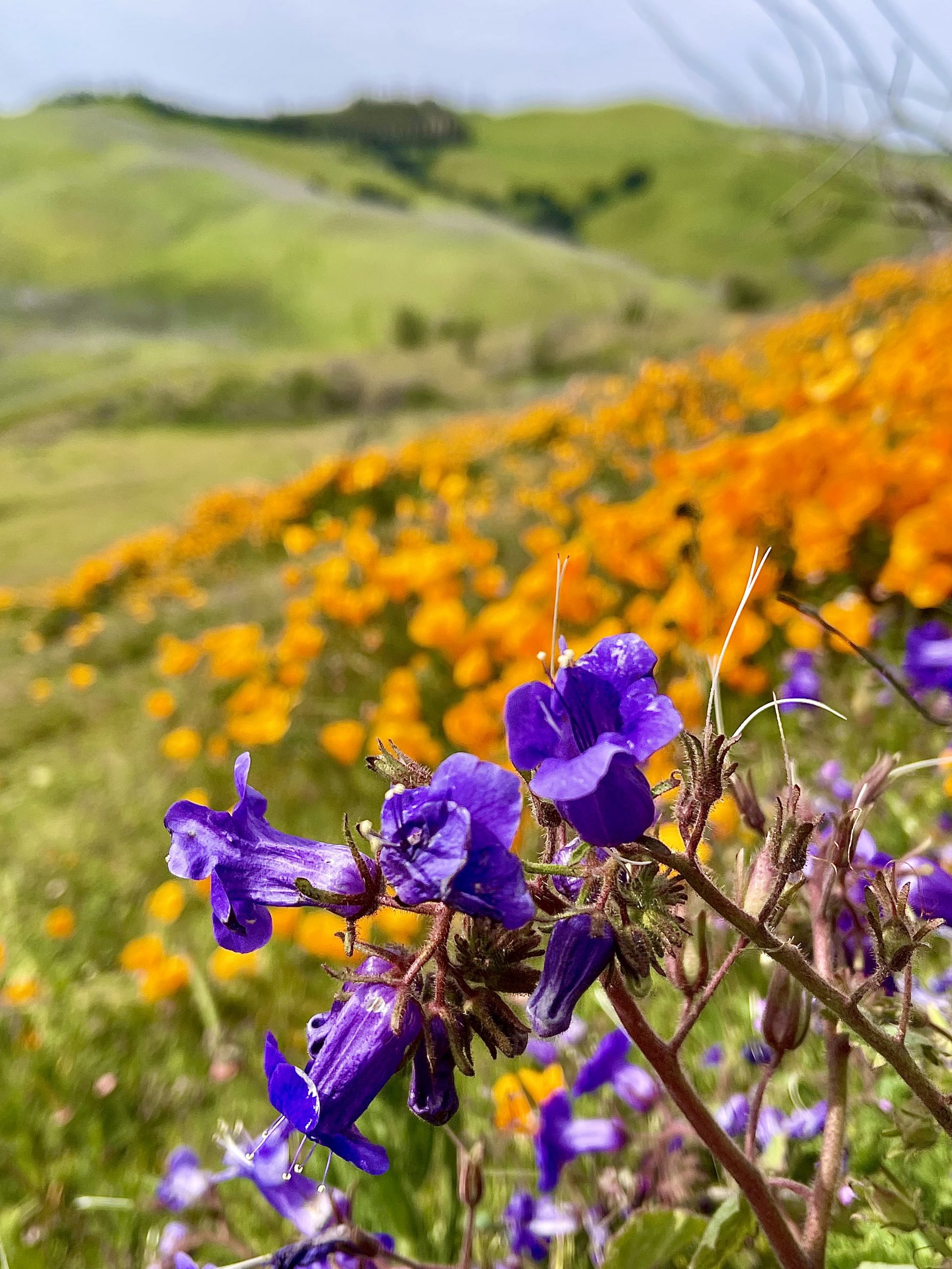 A vibrant landscape featuring purple wildflowers in the foreground and a field of orange poppies stretching across rolling green hills under a clear sky.