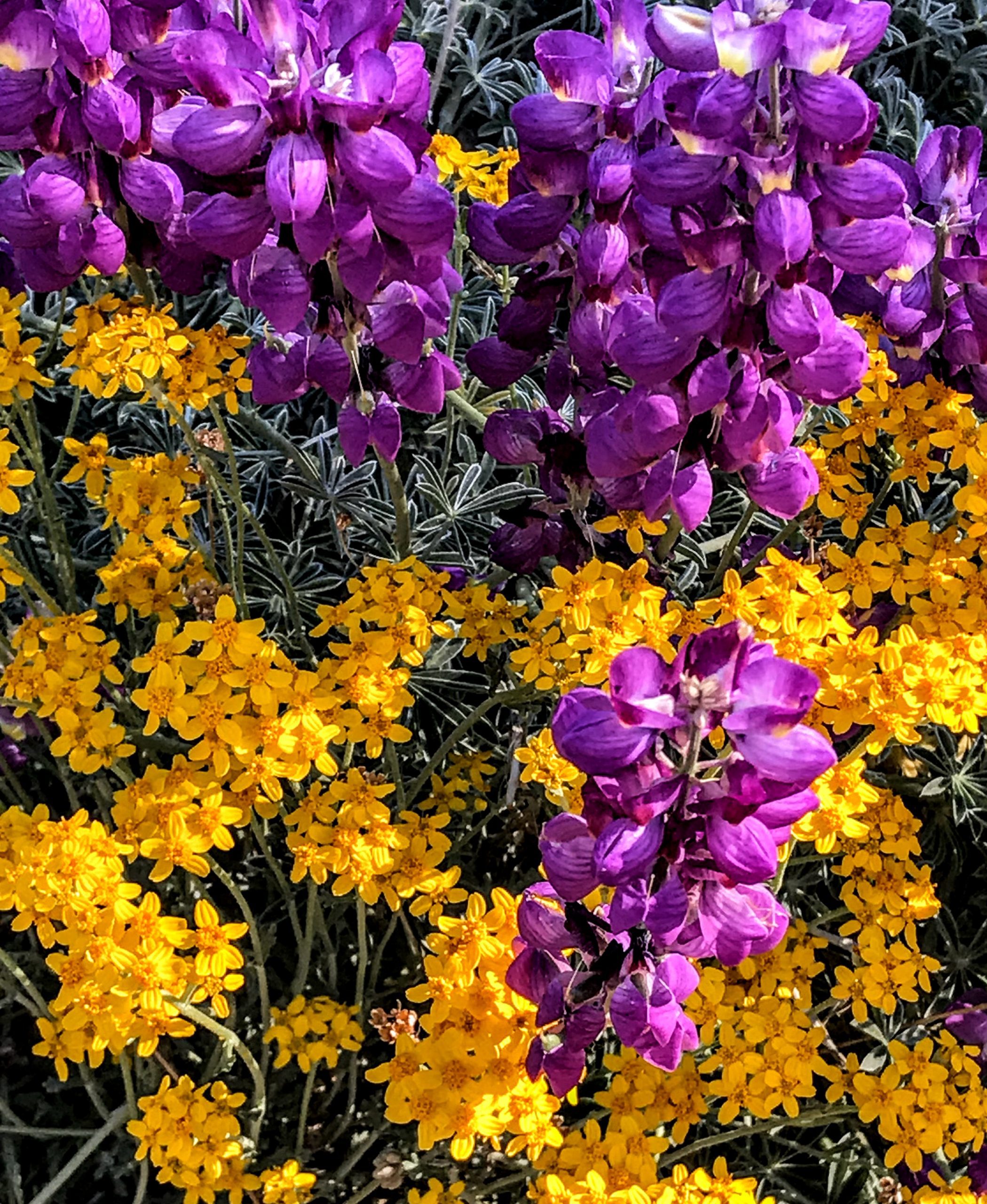 A vibrant scene displaying clusters of purple and yellow flowers. The purple flowers, resembling lupines, stand out against the smaller, dense clusters of bright yellow flowers, creating a lively contrast.