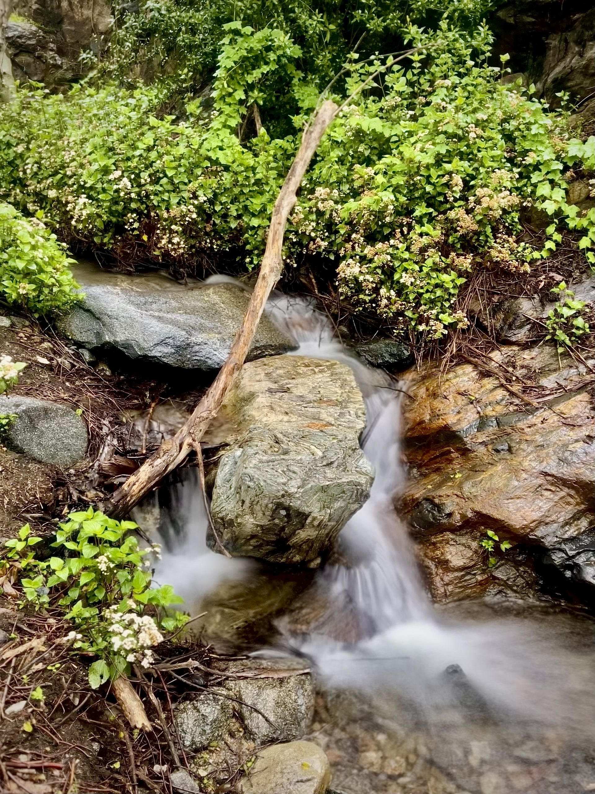 A small stream flows over rocks with flowers and plants surrounding it.
