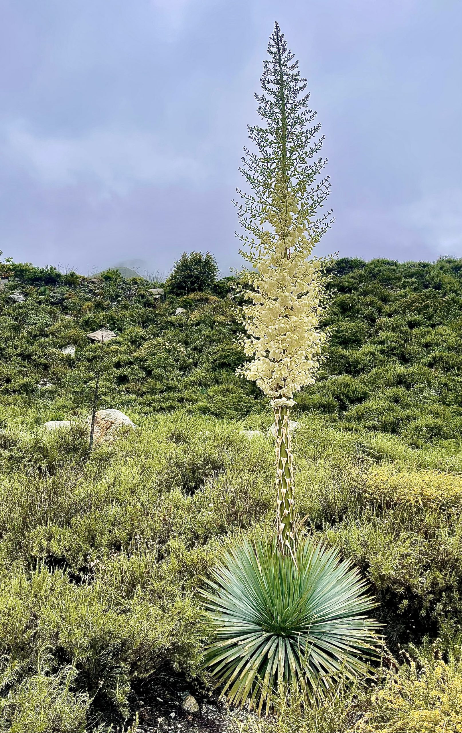 Yucca plant with tall, blooming stalk of white flowers in a lush green landscape. Overcast sky adds a serene, natural atmosphere.