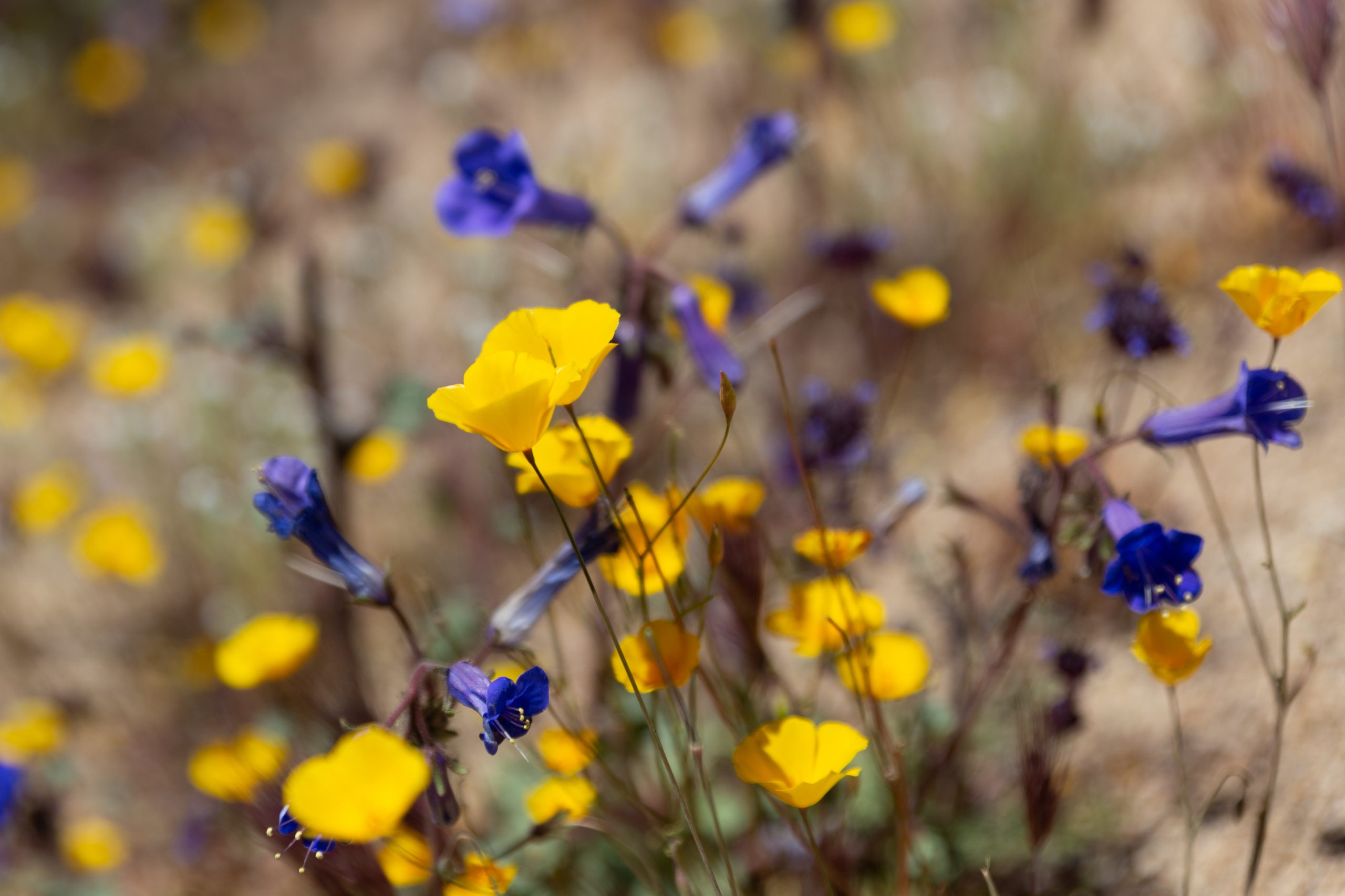 A field of yellow and purple wildflowers.