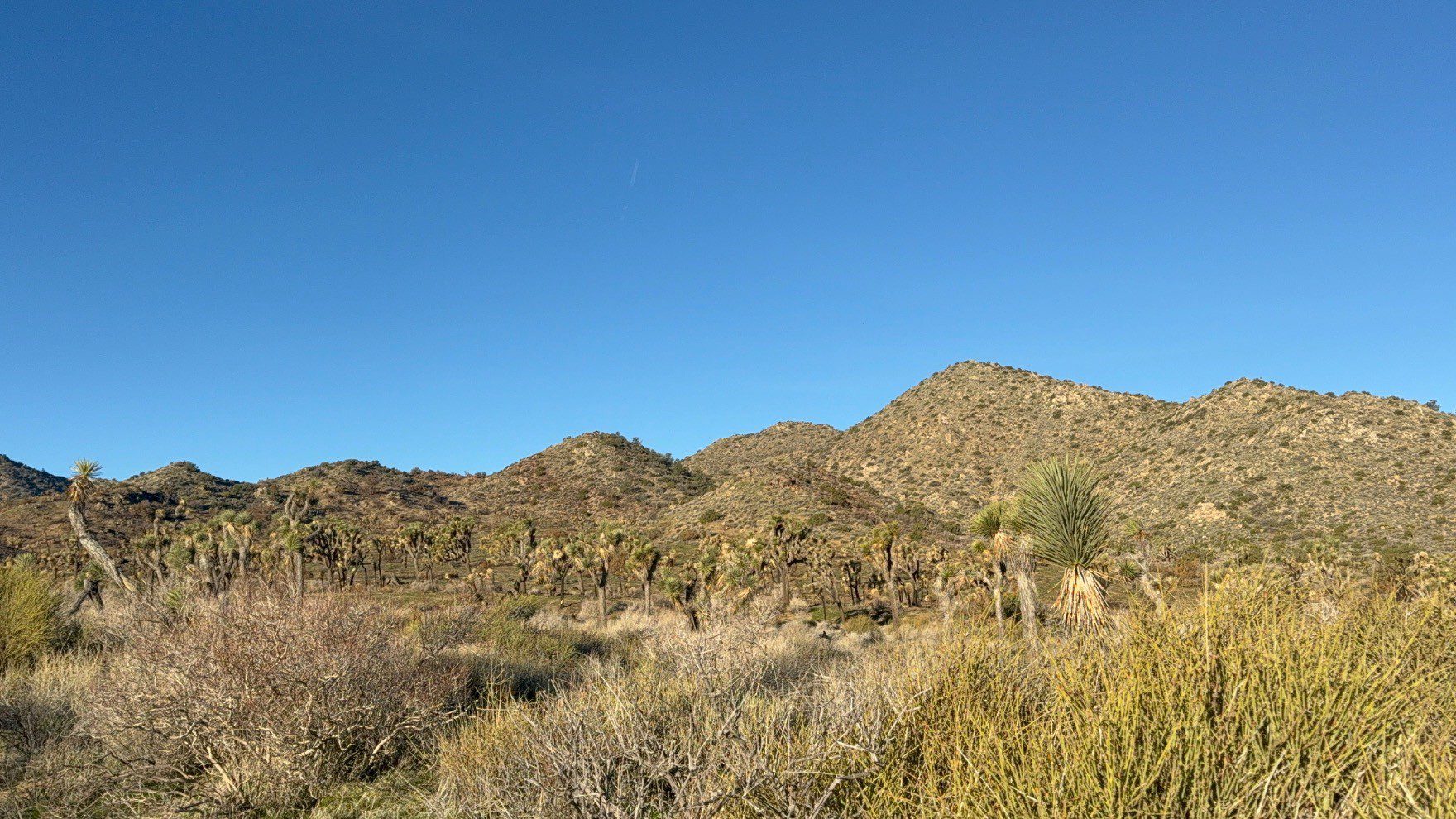 : A view of Joshua Tree National Park featuring desert vegetation and hills.