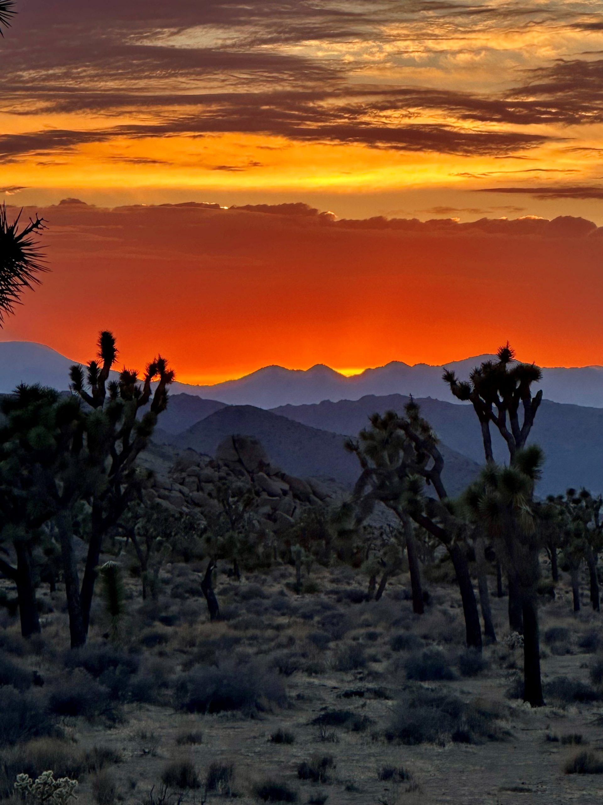 Sunset over Joshua Tree National Park with a large number of Joshua trees in the foreground.