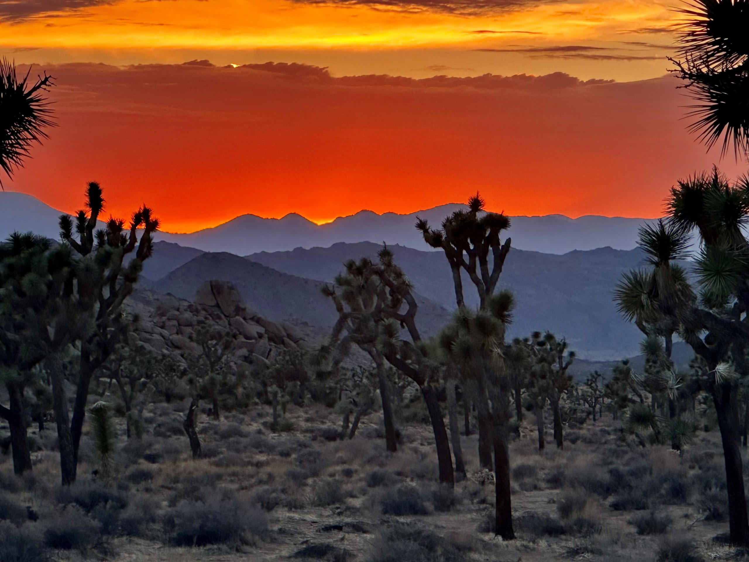 Sunset over Joshua Tree National Park with a large number of Joshua trees in the foreground.