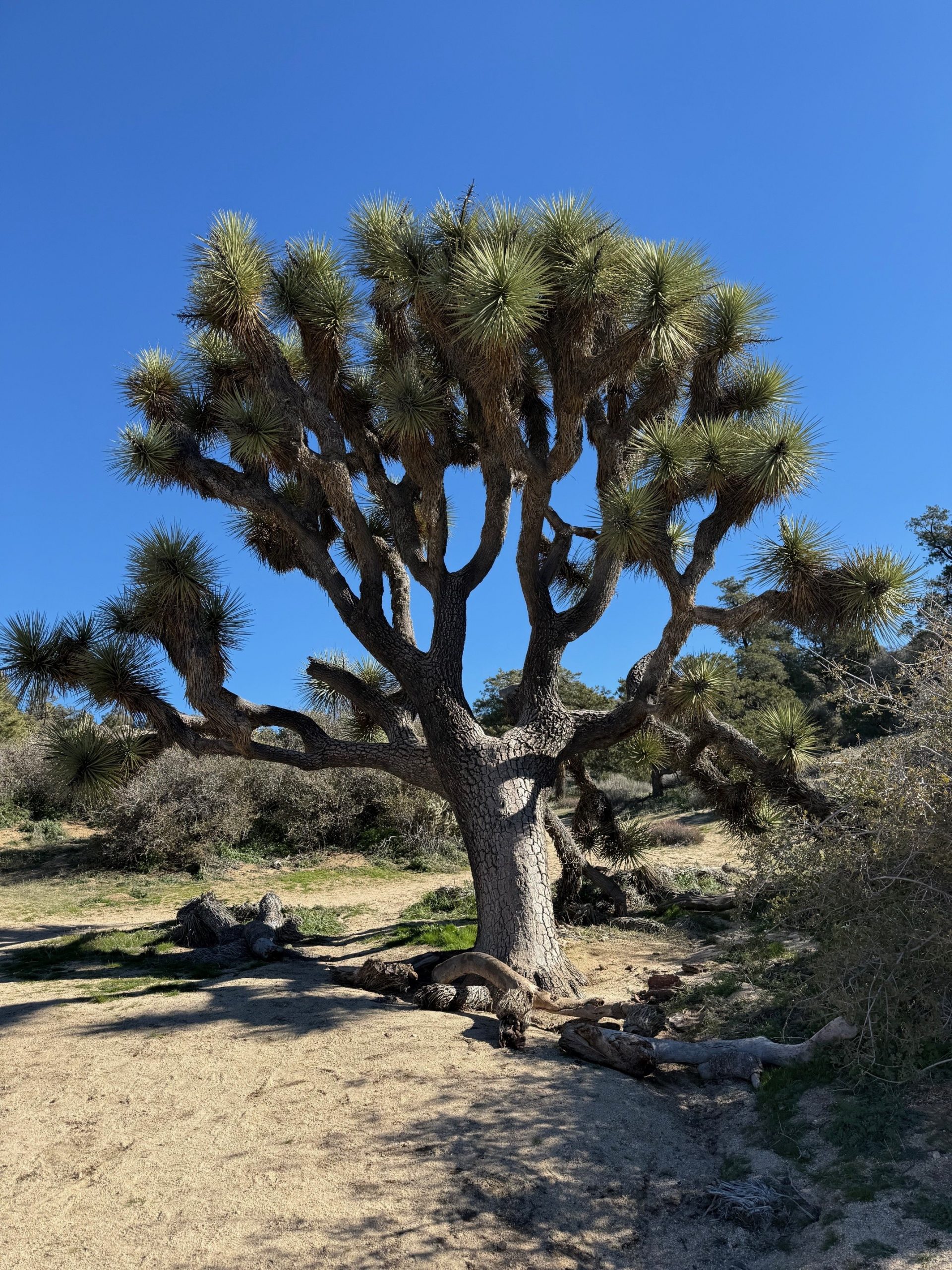 A Joshua tree in a desert landscape.