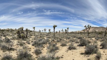 Panoramic view of Joshua Tree National Park with Joshua trees and rock formations.