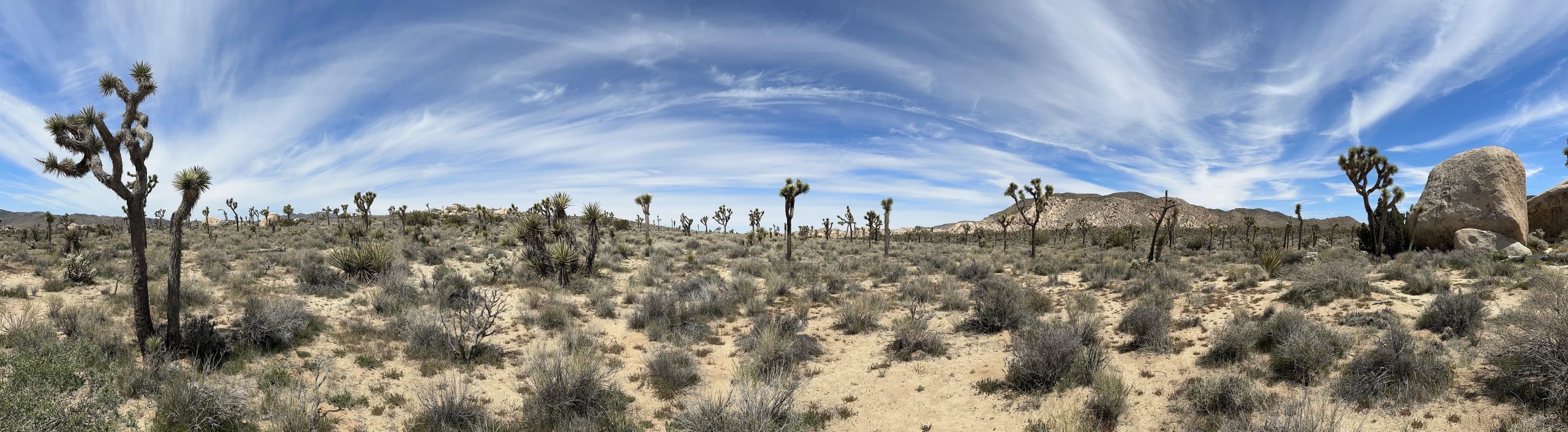 Panoramic view of Joshua Tree National Park with Joshua trees and rock formations.
