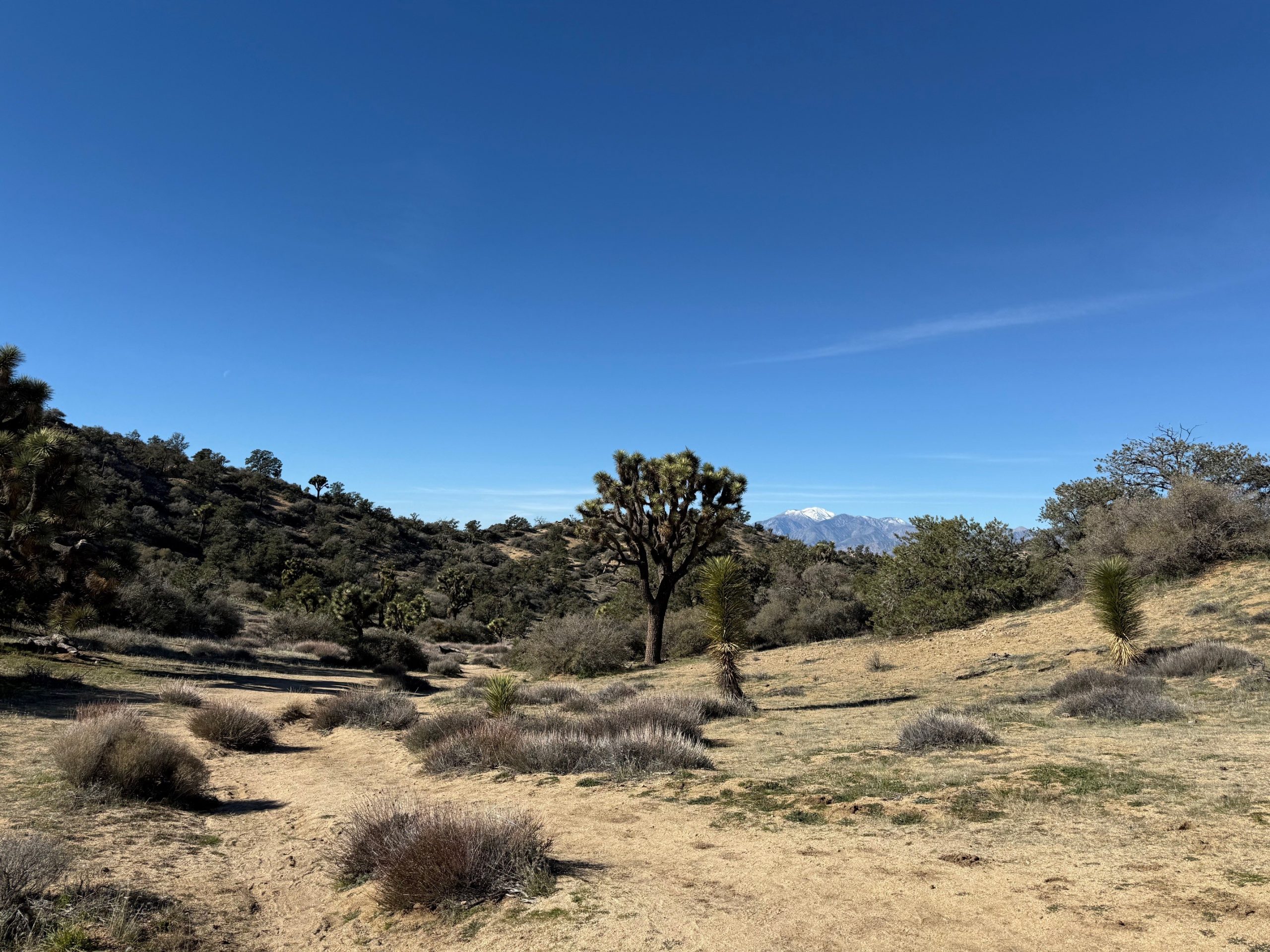 A view of a desert landscape featuring vegetation, a Joshua tree in the center and snowy mountains in the distance.