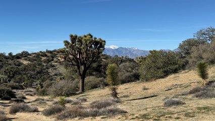A view of Joshua Tree National Park with a Joshua tree in the foreground and snowy mountains in the background.