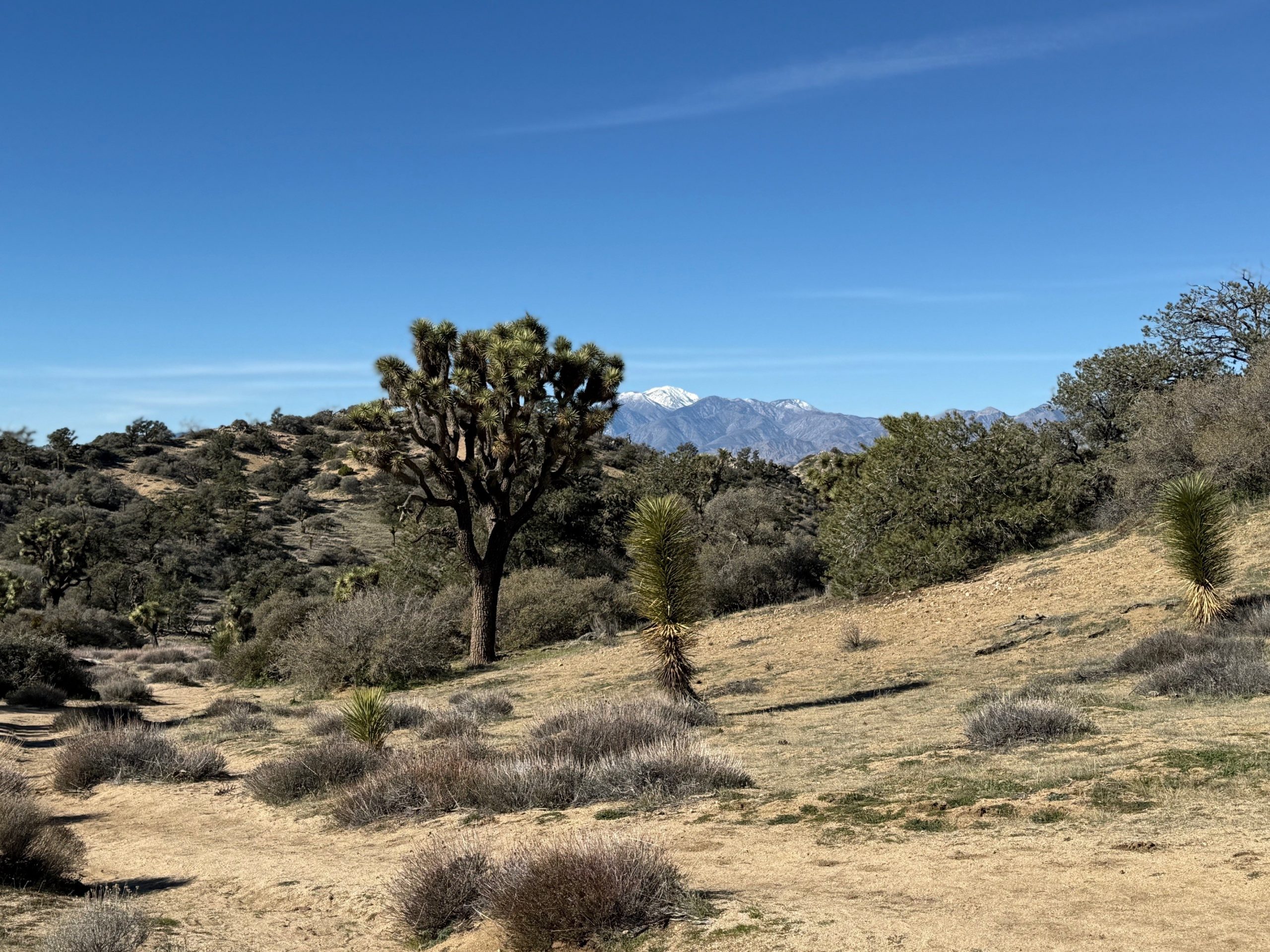 A view of Joshua Tree National Park with a Joshua tree in the foreground and snowy mountains in the background.