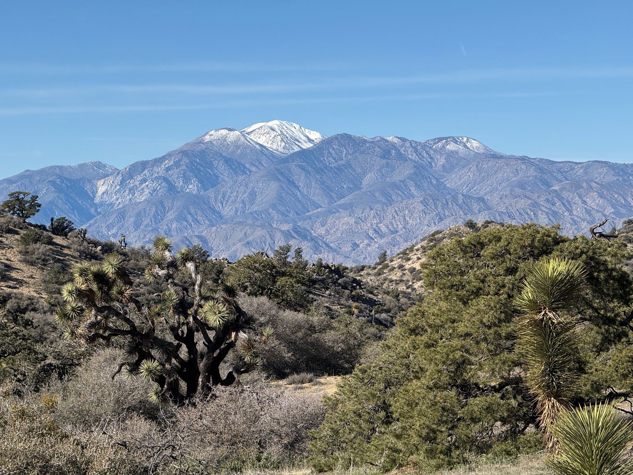 : View of snowy mountains and Joshua trees.