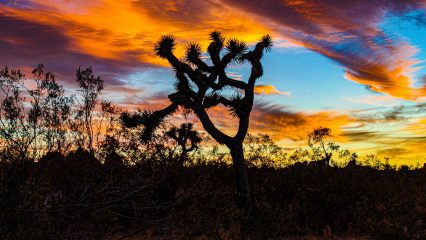 A silhouette of a Joshua tree against the sunset with streaks of orange, purple, yellow and blue.