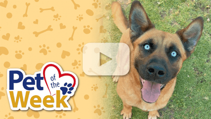 Graphic reading “Pet of the Week” beside a happy tan dog with blue eyes on grass, with a play button overlay.