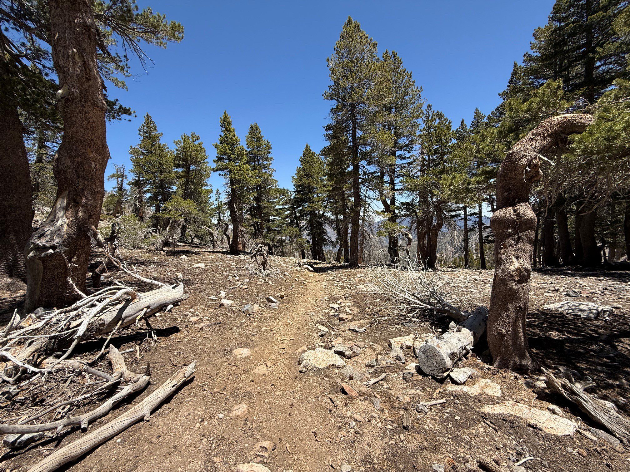 A rocky dirt trail winds through a forest of tall trees under a clear blue sky. The forest features scattered rocks and dry branches, creating a rugged landscape.