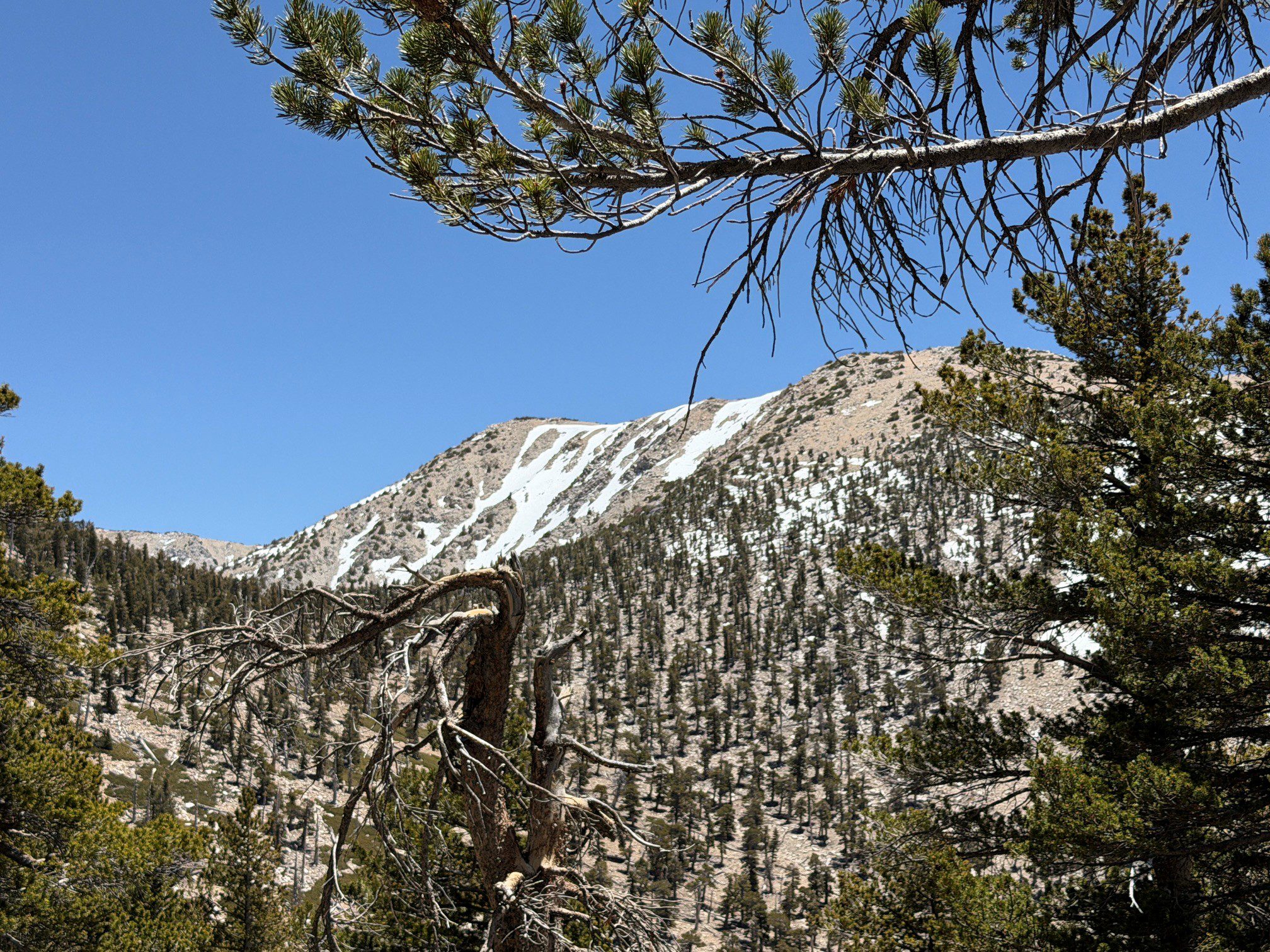 A mountainous landscape with sparse trees is shown, featuring snow patches on the slopes under a clear blue sky. Pine branches are visible in the foreground.