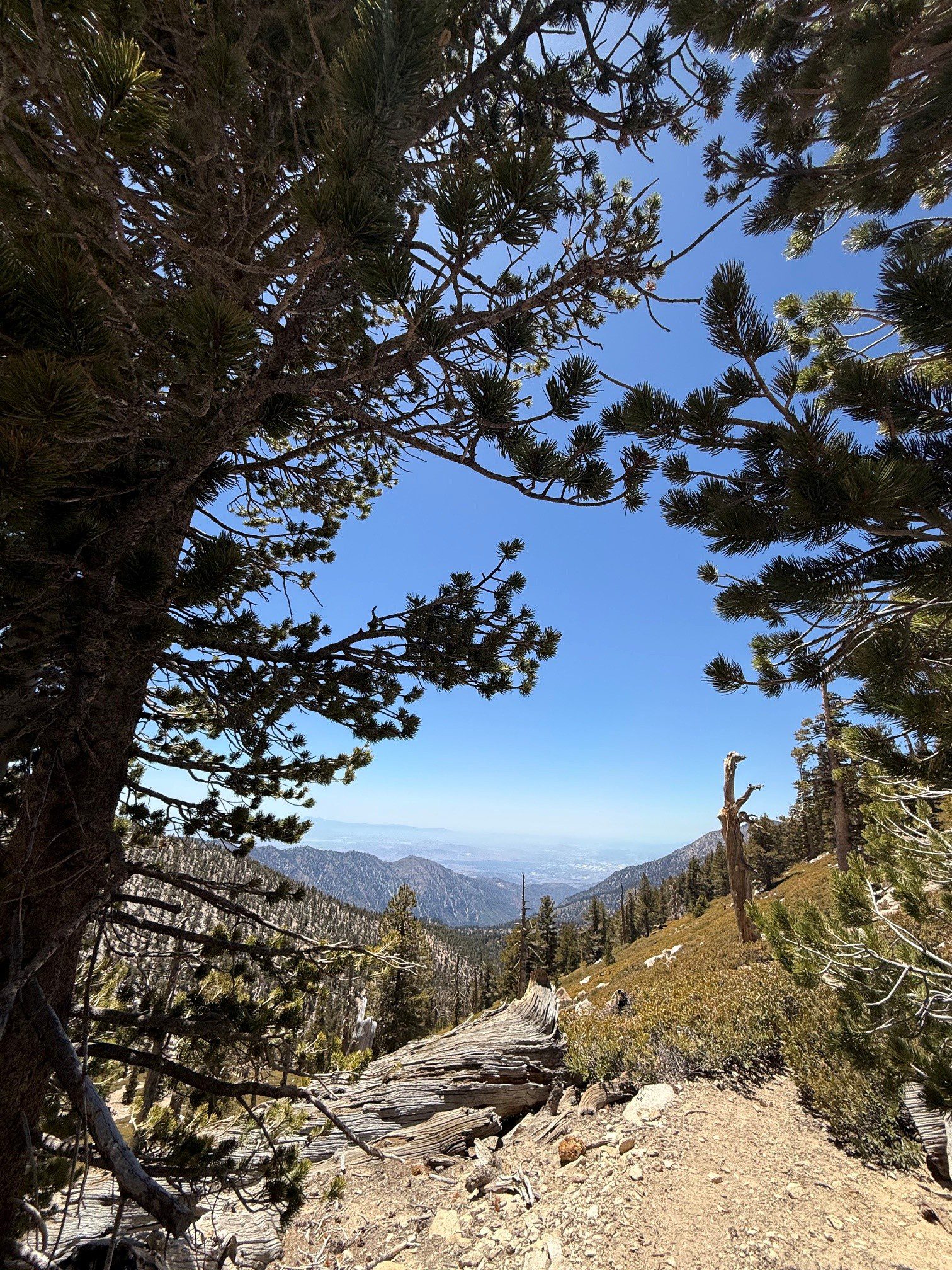 A scenic view from a forested trail in the mountains, with tall trees framing a clear blue sky and expansive mountainous landscape in the background. Rocky terrain is visible in the foreground.