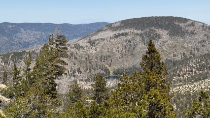 A view of the mountains with a variety of trees under a clear blue sky. The terrain is covered with vegetation and patches of forested areas.