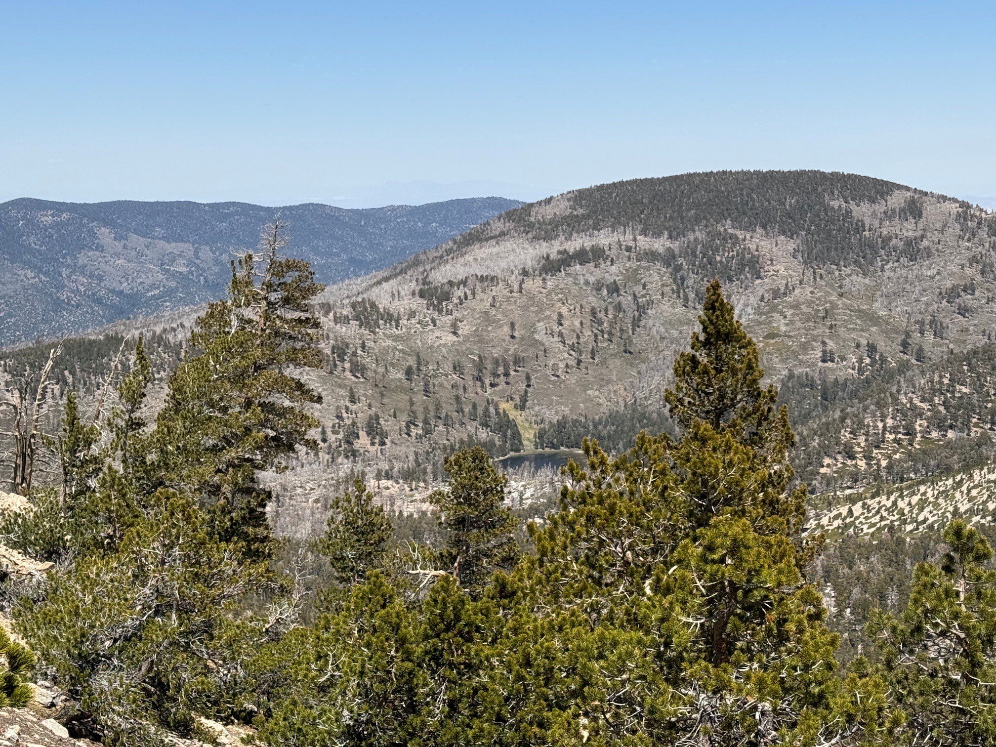 A view of the mountains with a variety of trees under a clear blue sky. The terrain is covered with vegetation and patches of forested areas.