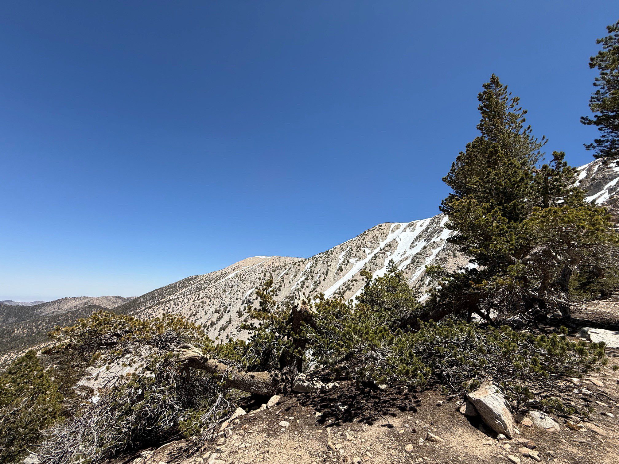 A clear view of a mountain on a sunny day. The foreground features rocky terrain and scattered pine trees. Snow patches are visible on the mountain slopes under a bright blue sky.